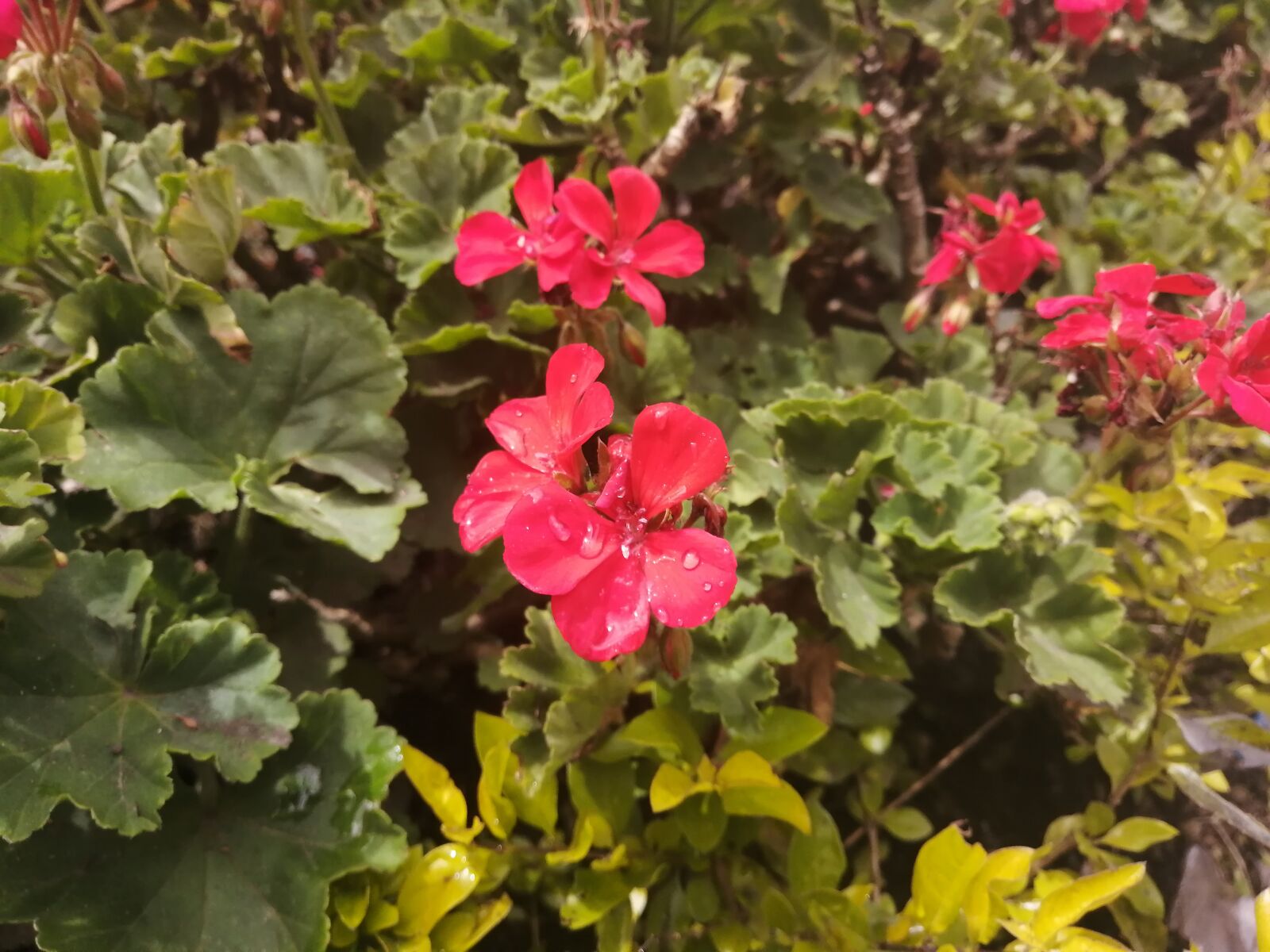 HUAWEI P30 LITE sample photo. Flower, pink, garden photography