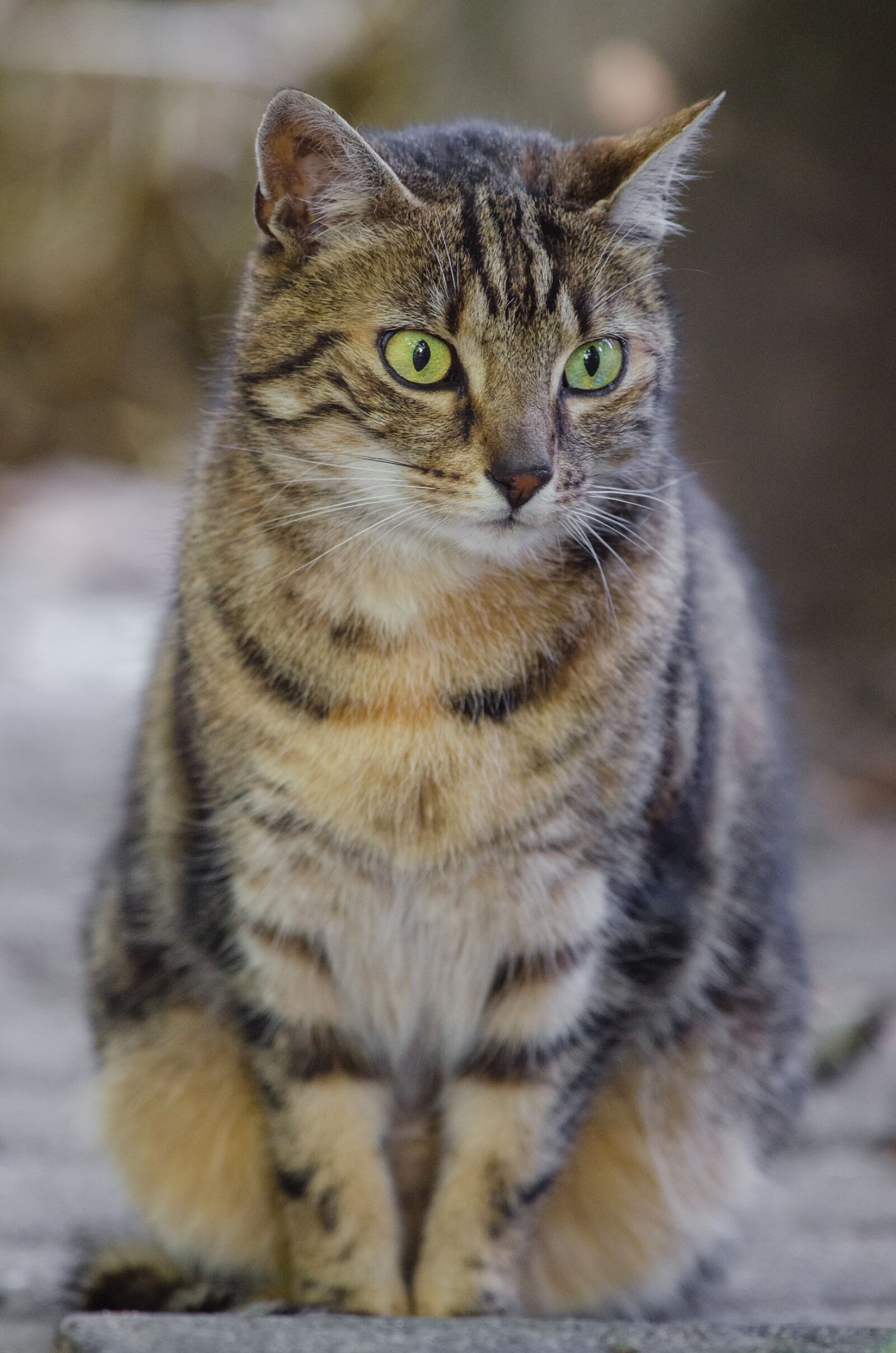 Nikon D7000 sample photo. Cat, feline, looking photography