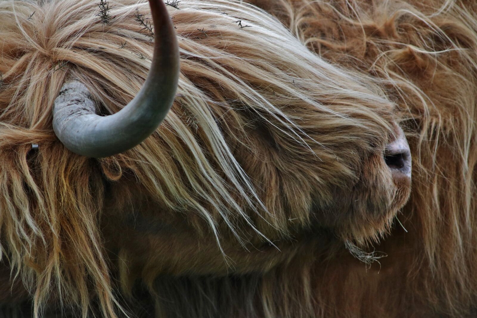 Canon EOS 750D (EOS Rebel T6i / EOS Kiss X8i) sample photo. Highland cow, farm, cow photography