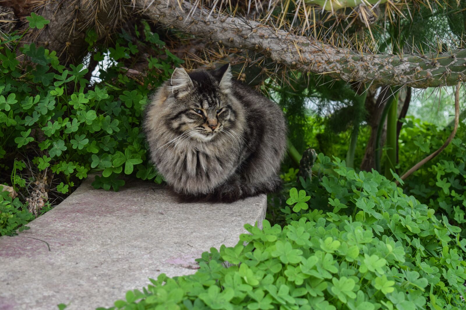 Nikon D3300 sample photo. Cat, stray, young photography