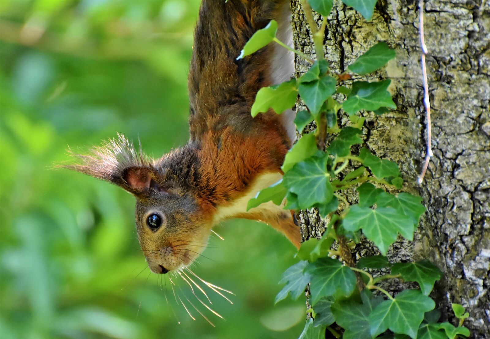 Nikon D7200 sample photo. Squirrel, verifiable kitten, rodent photography