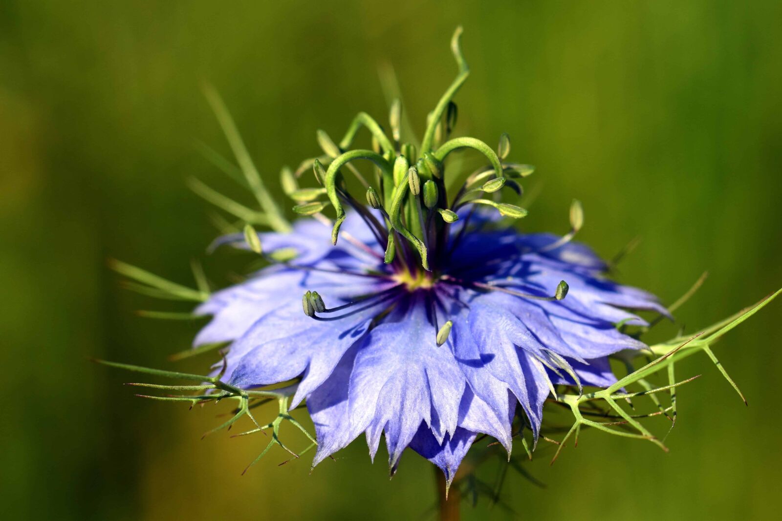 Nikon D3300 sample photo. Nature, wildflower, herb, plant photography