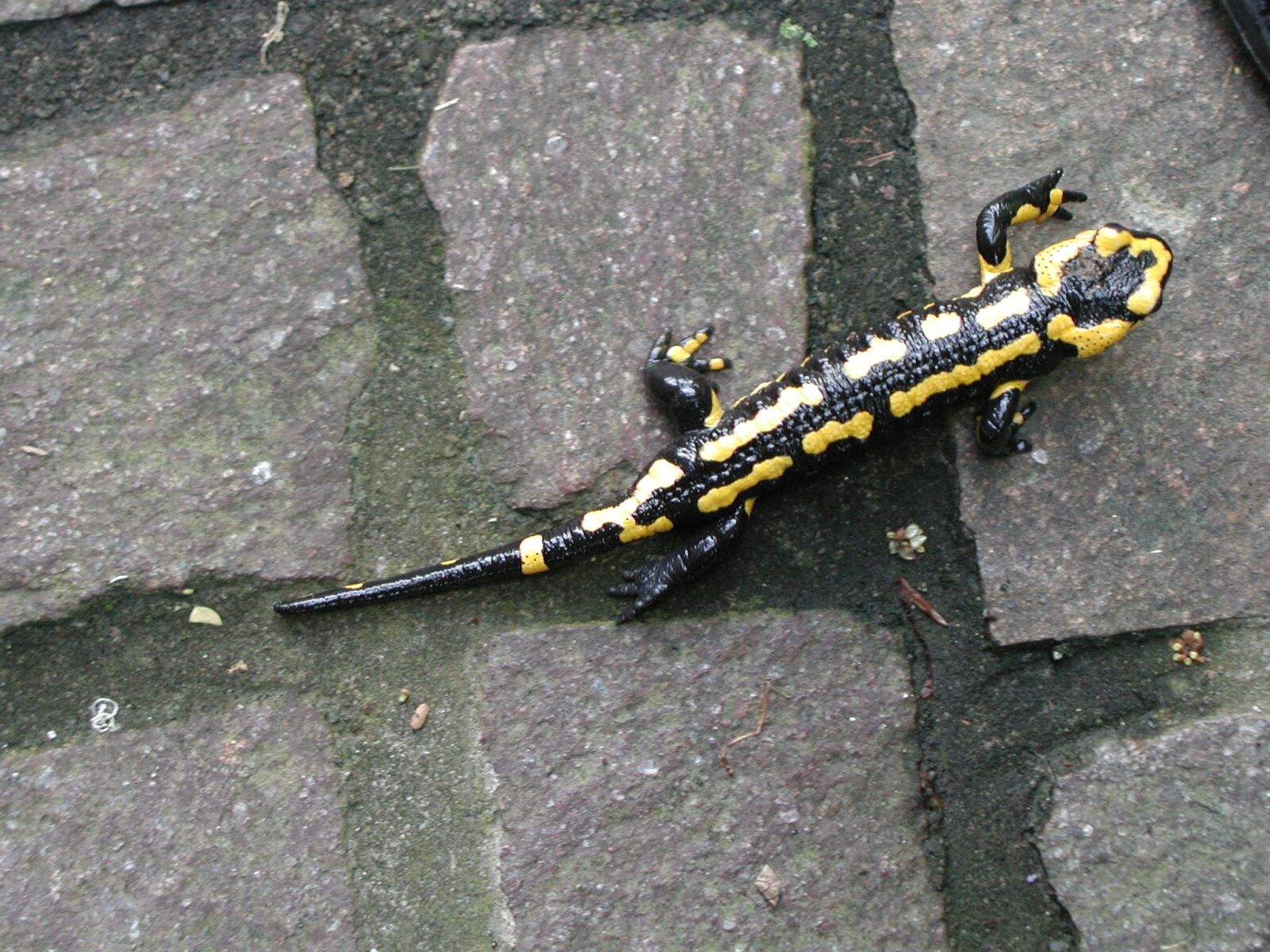 Olympus C3000Z sample photo. Nature, fire salamander, amphibian photography