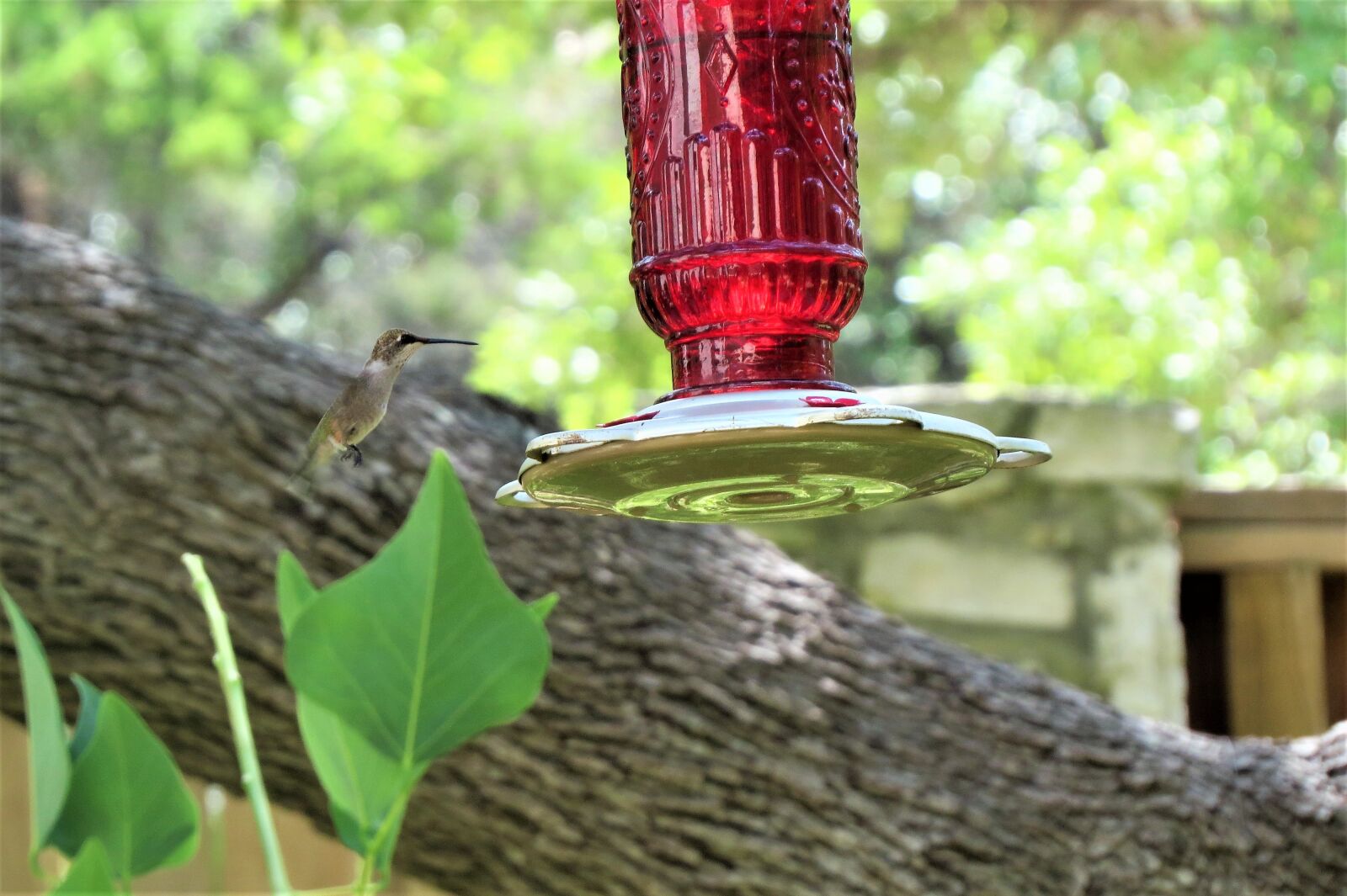 Canon PowerShot SX50 HS sample photo. Bird feeder, red, humming photography
