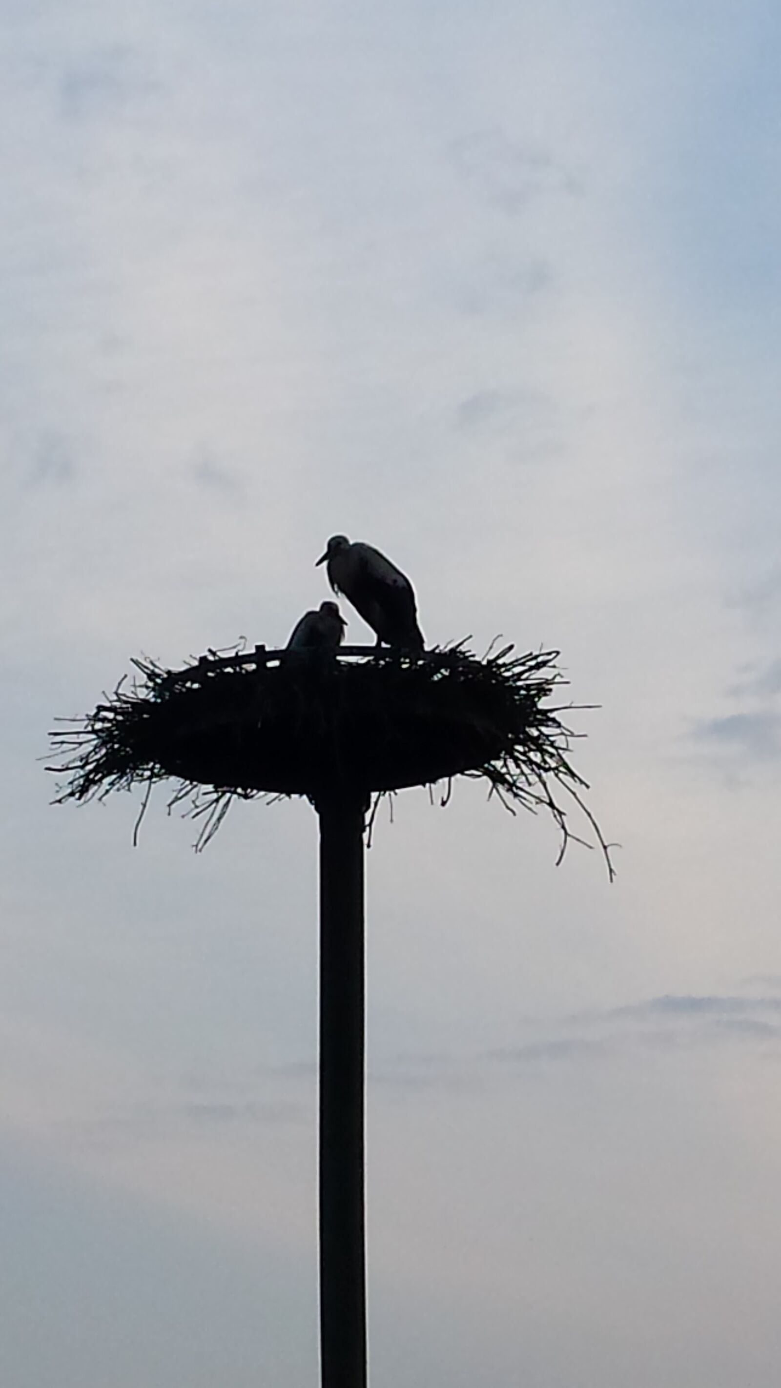 Samsung Galaxy S4 sample photo. Stork, nest, pregnancy photography