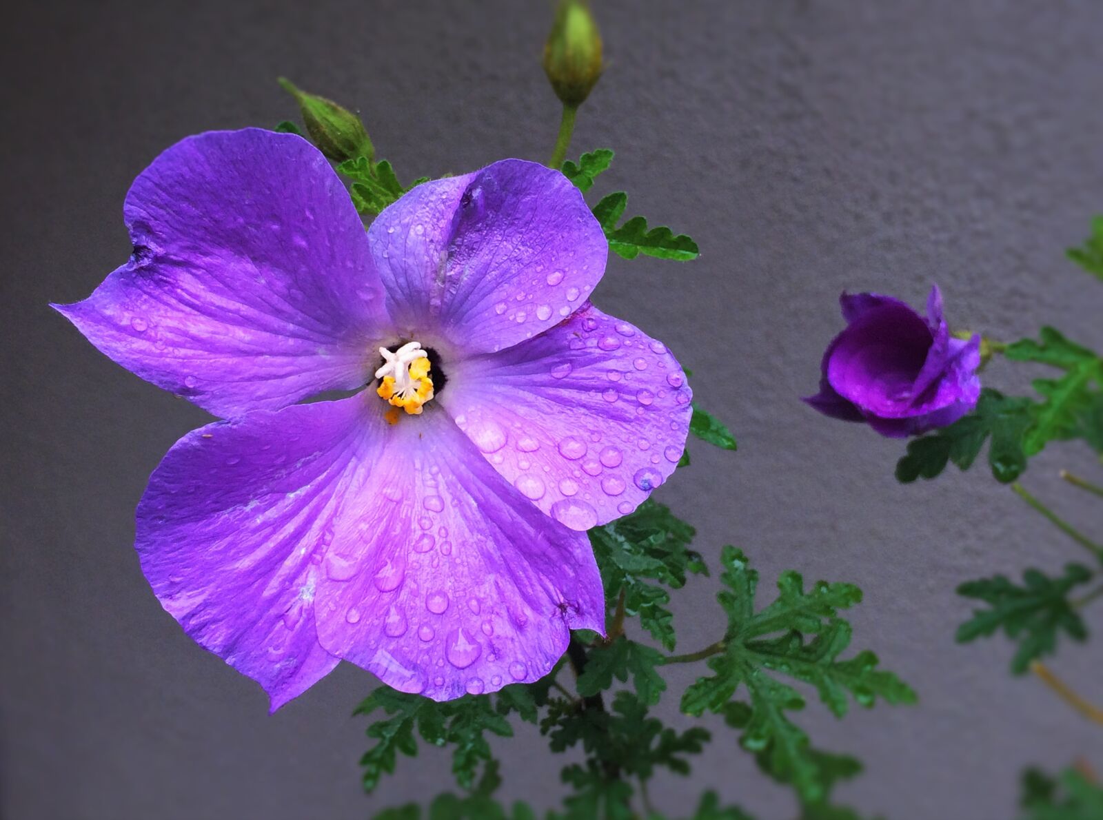 Apple iPhone 5s sample photo. Flowers, purple, red purple photography