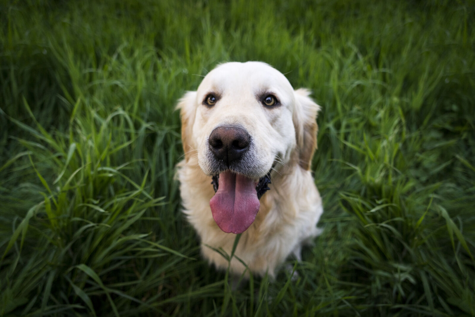 Sony a7R + Sony FE 24-240mm F3.5-6.3 OSS sample photo. Nature, summer, animal, dog photography