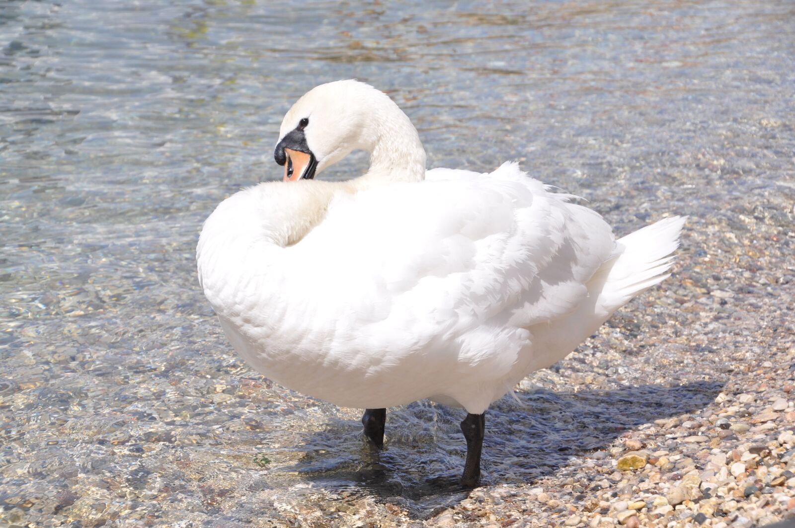 Nikon D90 sample photo. Swan, white, bird photography