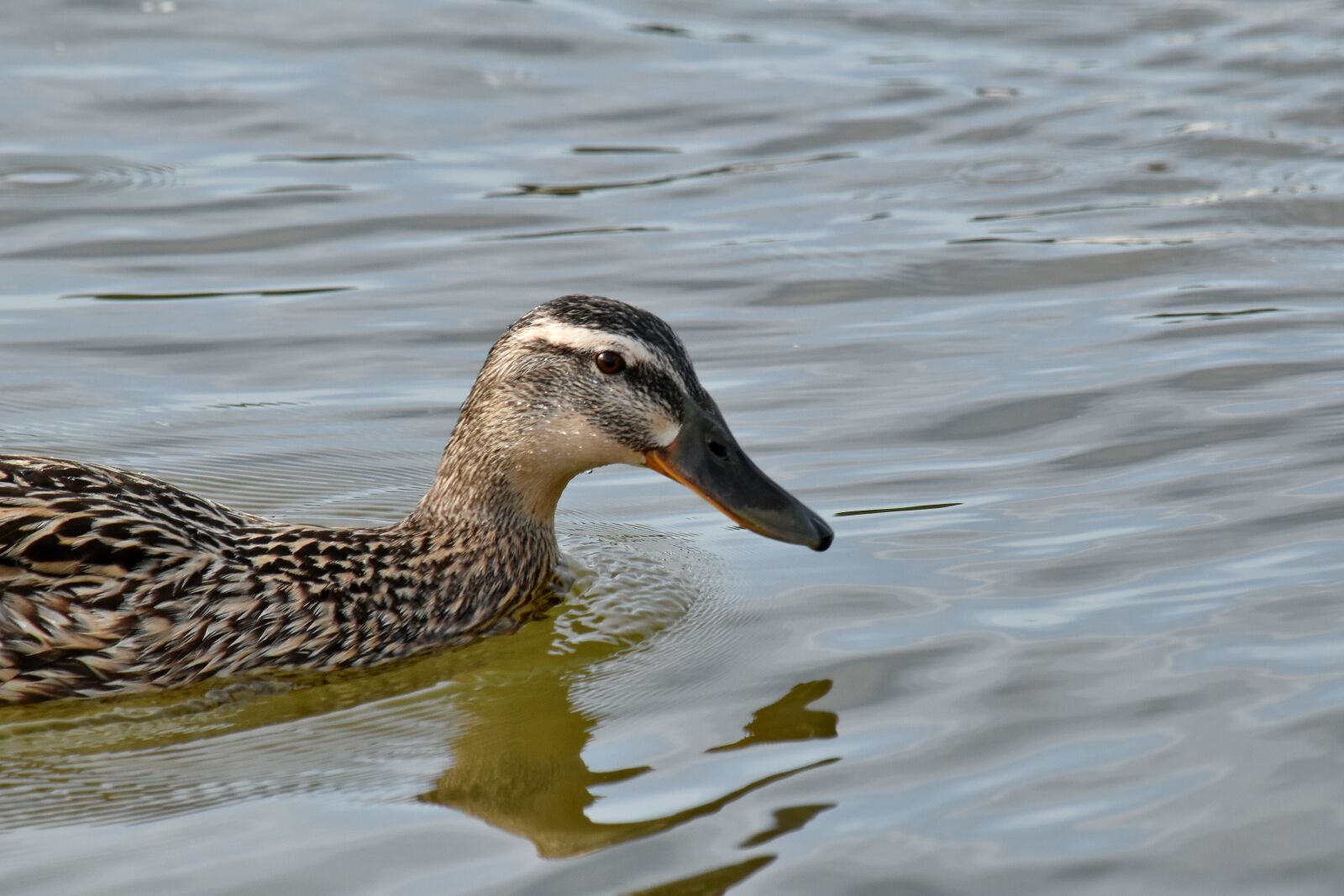 Nikon D5500 sample photo. Mallard, shorebird, bird, wildlife photography