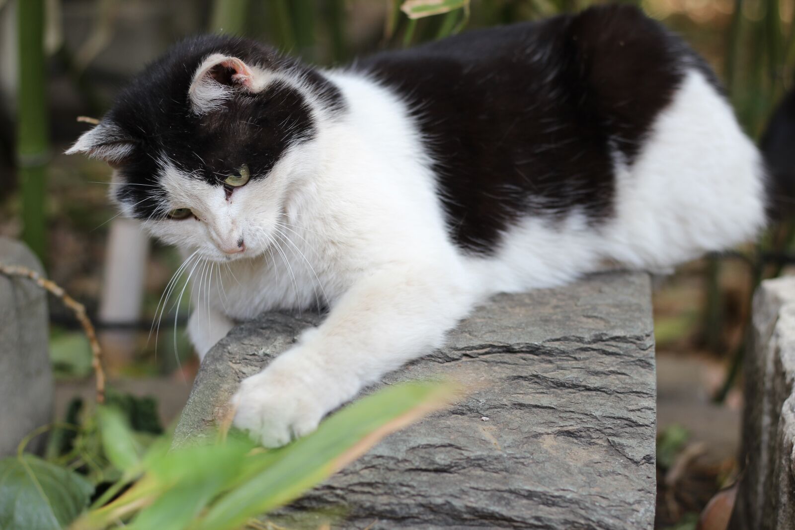 Canon EOS 600D (Rebel EOS T3i / EOS Kiss X5) + Canon EF 50mm F1.8 STM sample photo. Kitty, cute, an ordinary photography