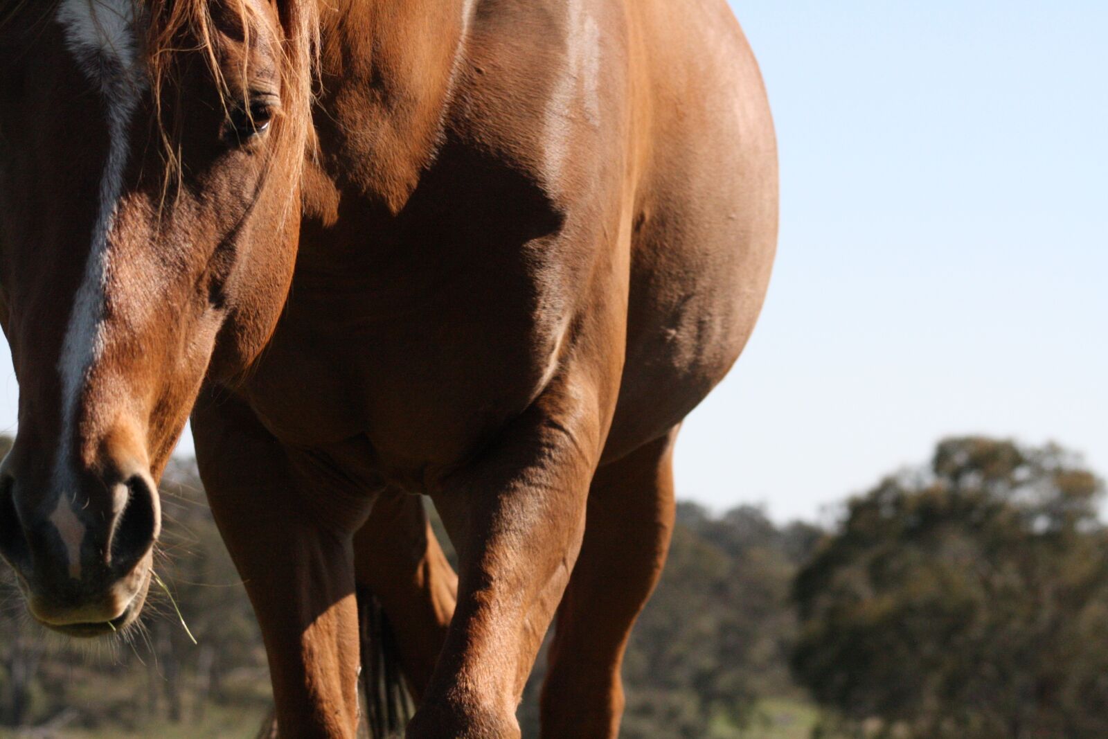 Canon EOS 1000D (EOS Digital Rebel XS / EOS Kiss F) sample photo. Pasture, horse, field photography