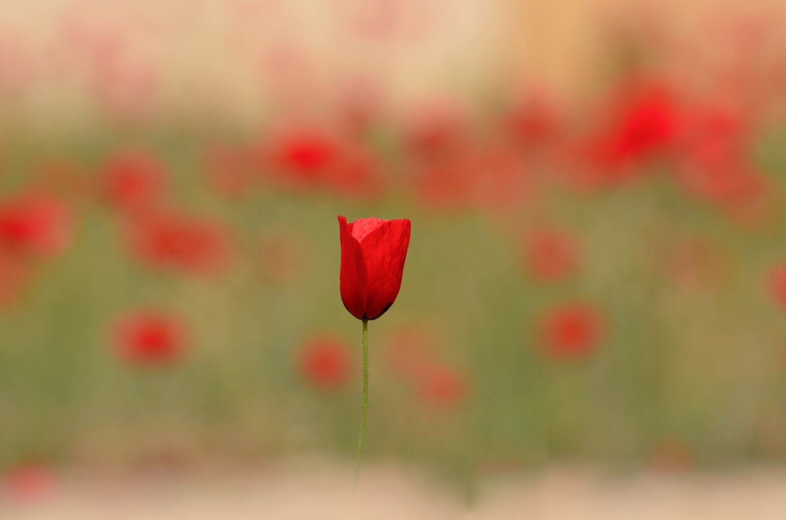 Nikon D7000 sample photo. Flower, flora, nature photography