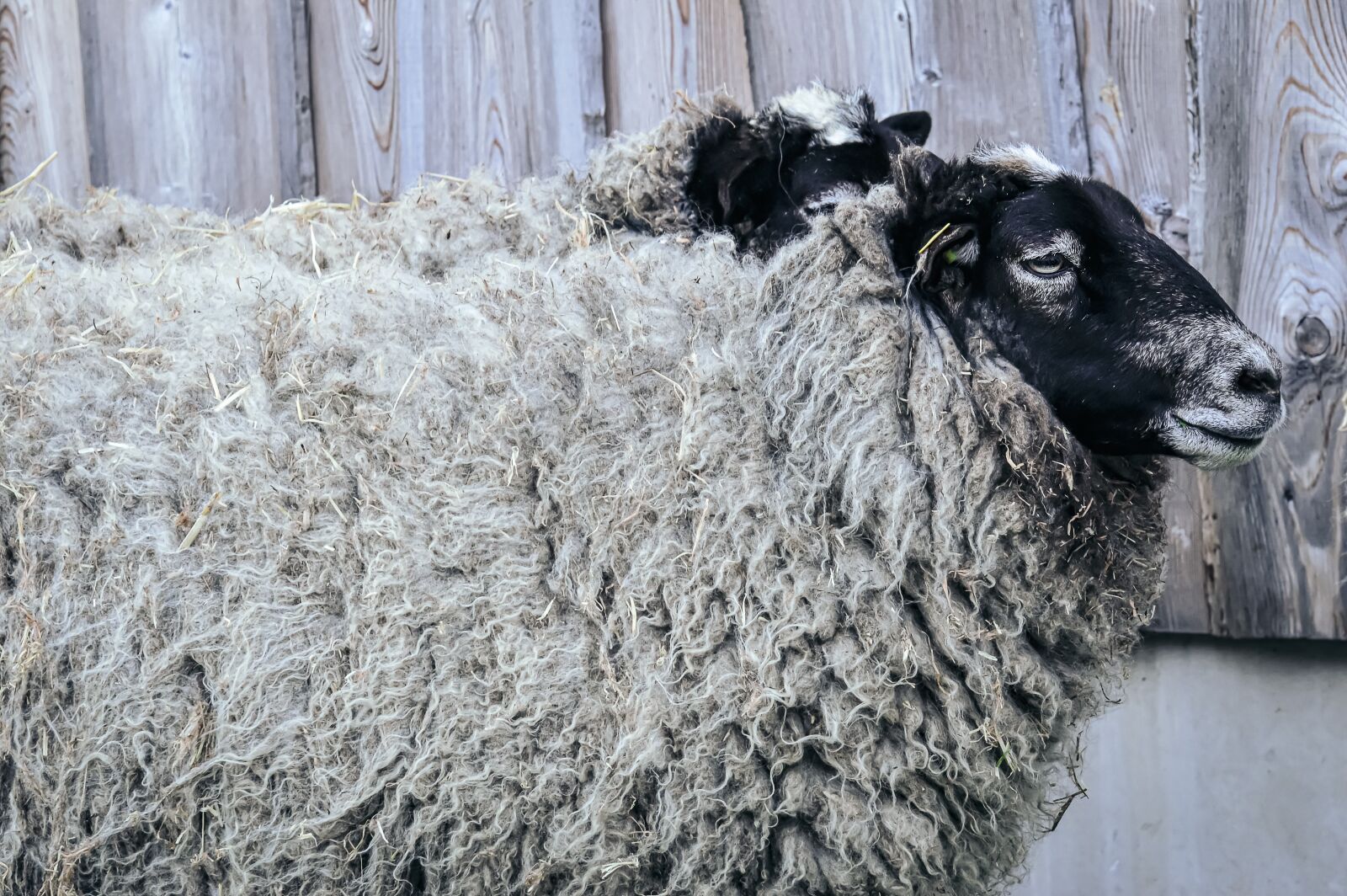 Nikon D3200 sample photo. Sheep, wool, animal photography