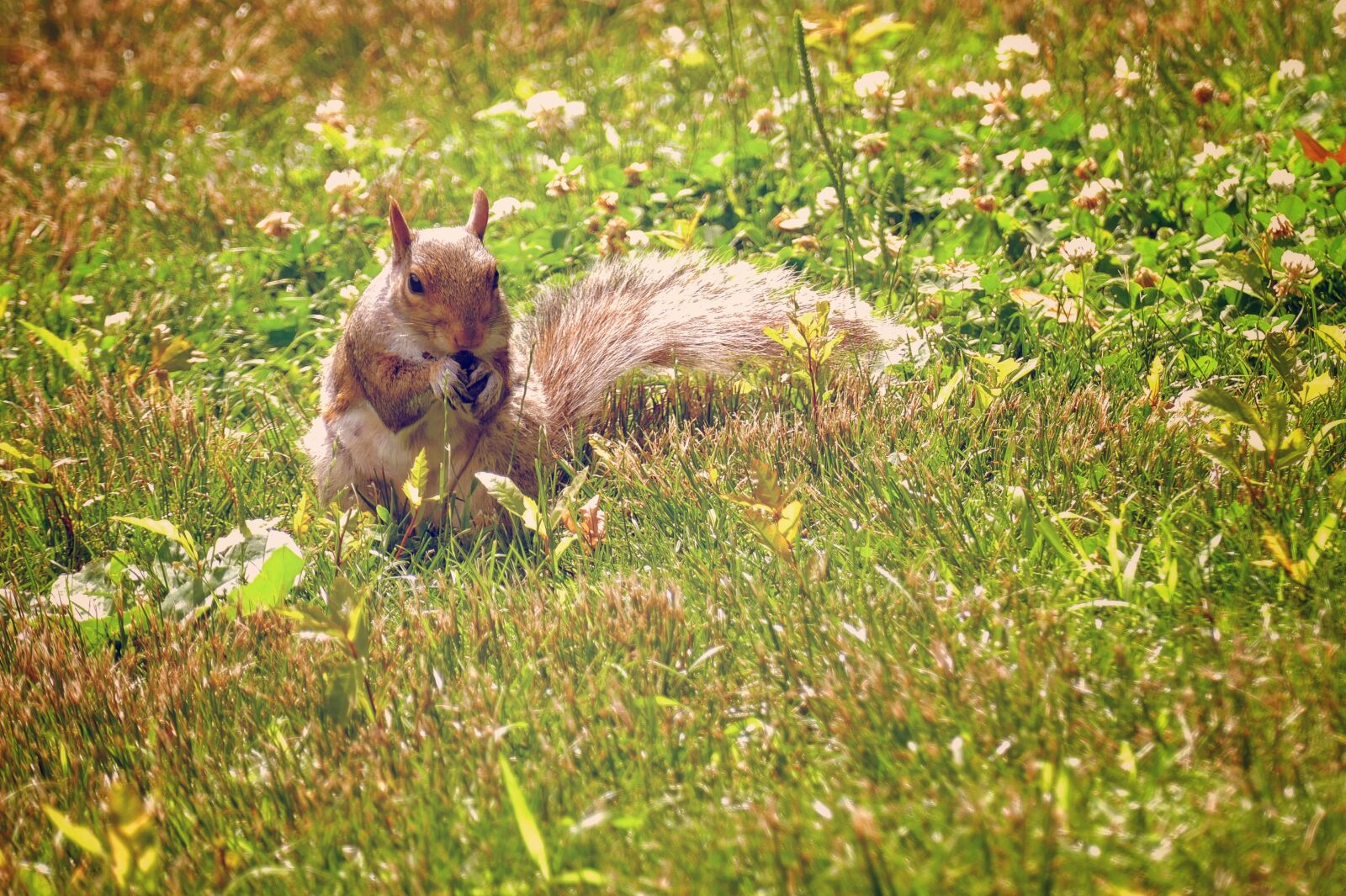 Panasonic Lumix DMC-FZ1000 sample photo. Squirrel, animal, nature photography