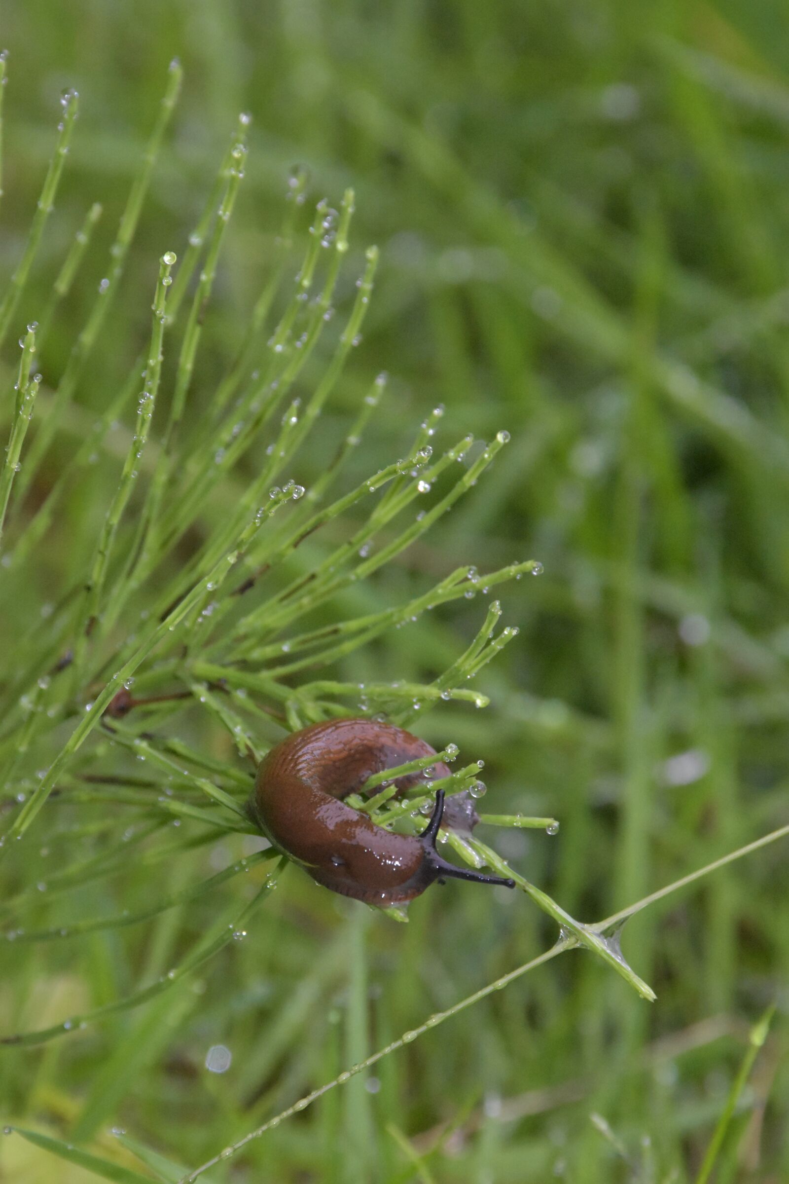 Nikon D5600 sample photo. Slug, snail, grass photography