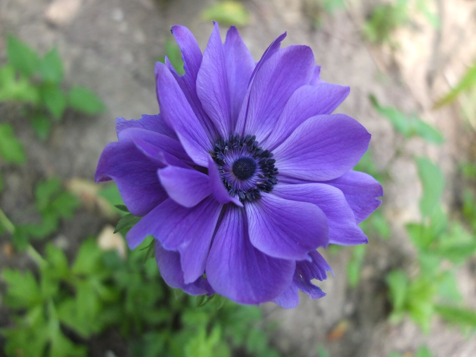 Fujifilm X10 sample photo. Flower, purple, garden photography