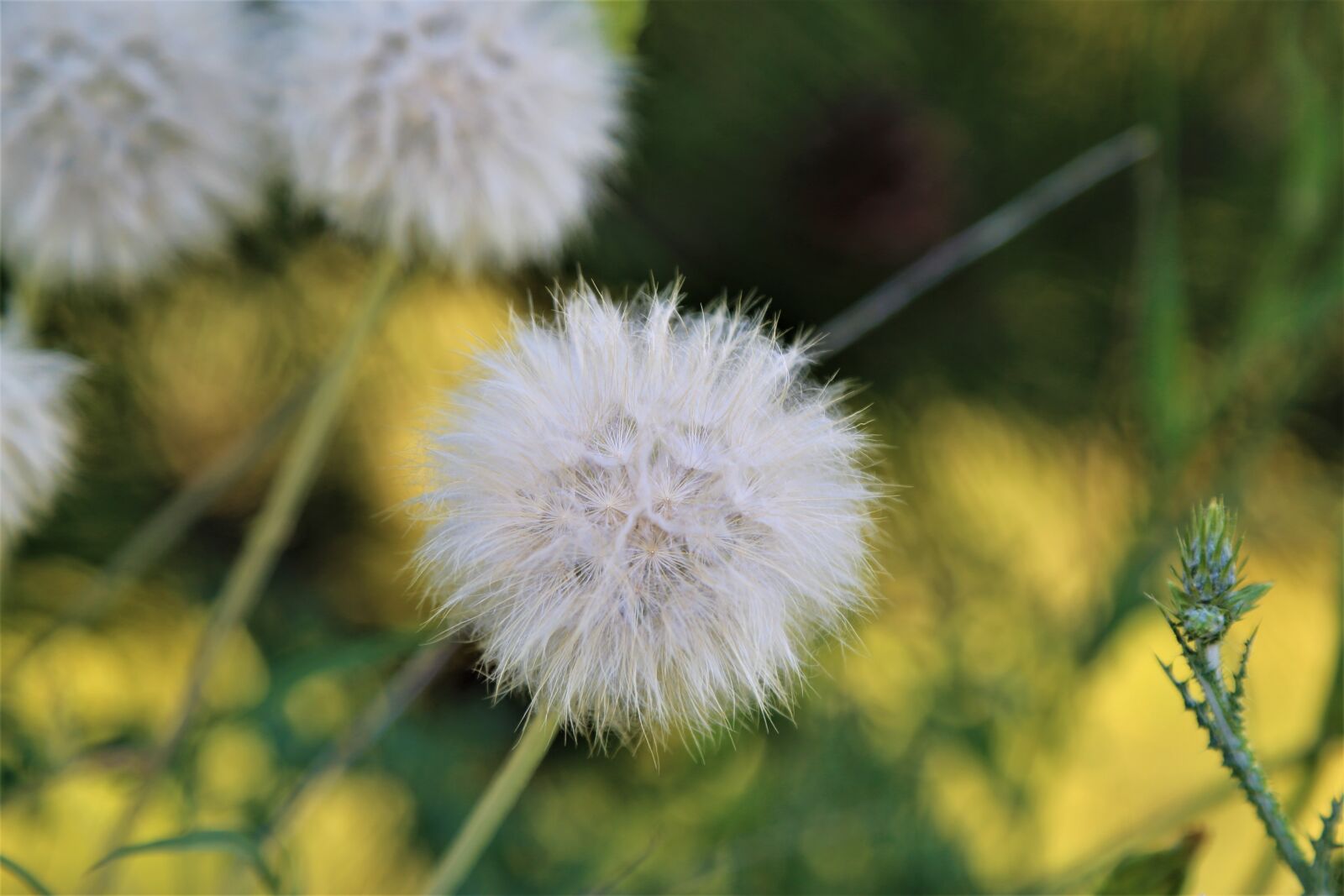 Canon EF 24-105mm F4L IS USM sample photo. Spring, furry, flower photography