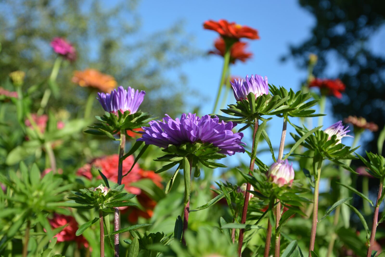 Nikon D5200 sample photo. Flowers, massif, polyculture photography
