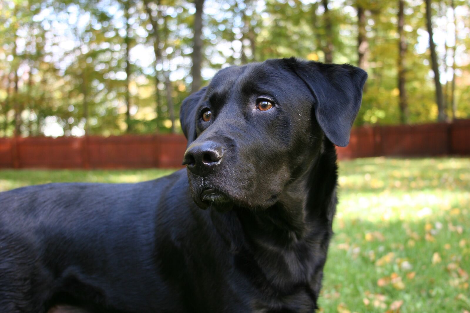Canon EOS 20D sample photo. Fall foliage, dog, labrador photography