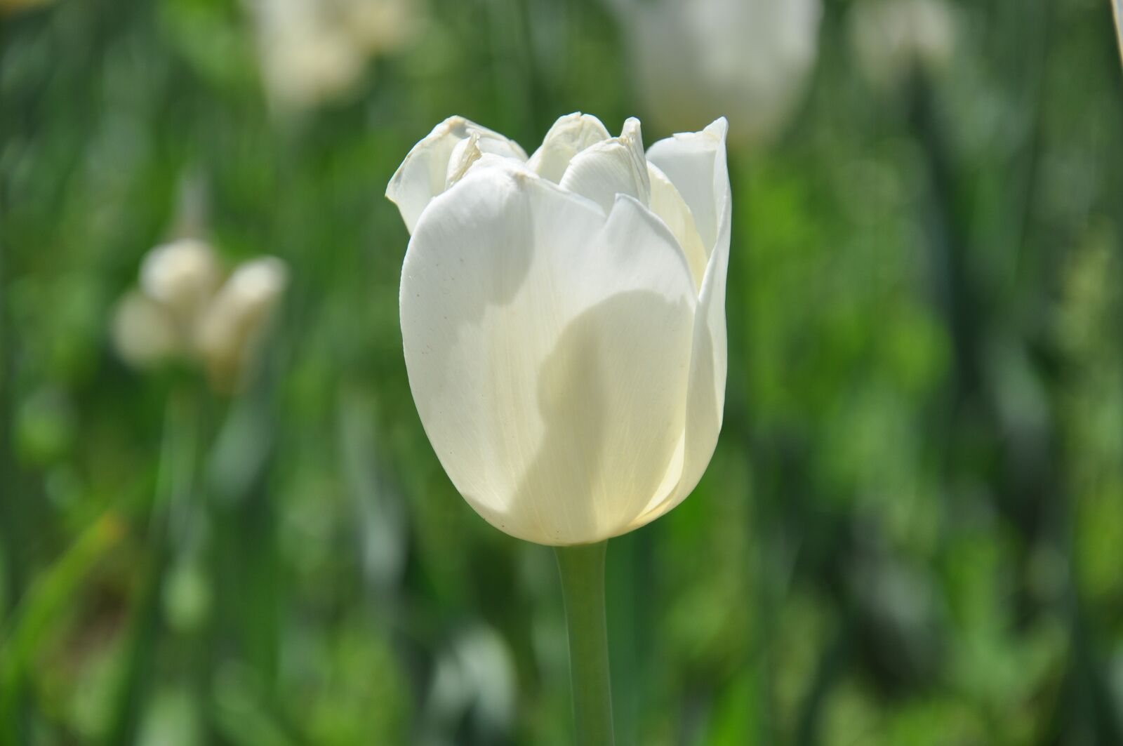 Nikon D90 sample photo. Beijing, fresh flower harbor photography
