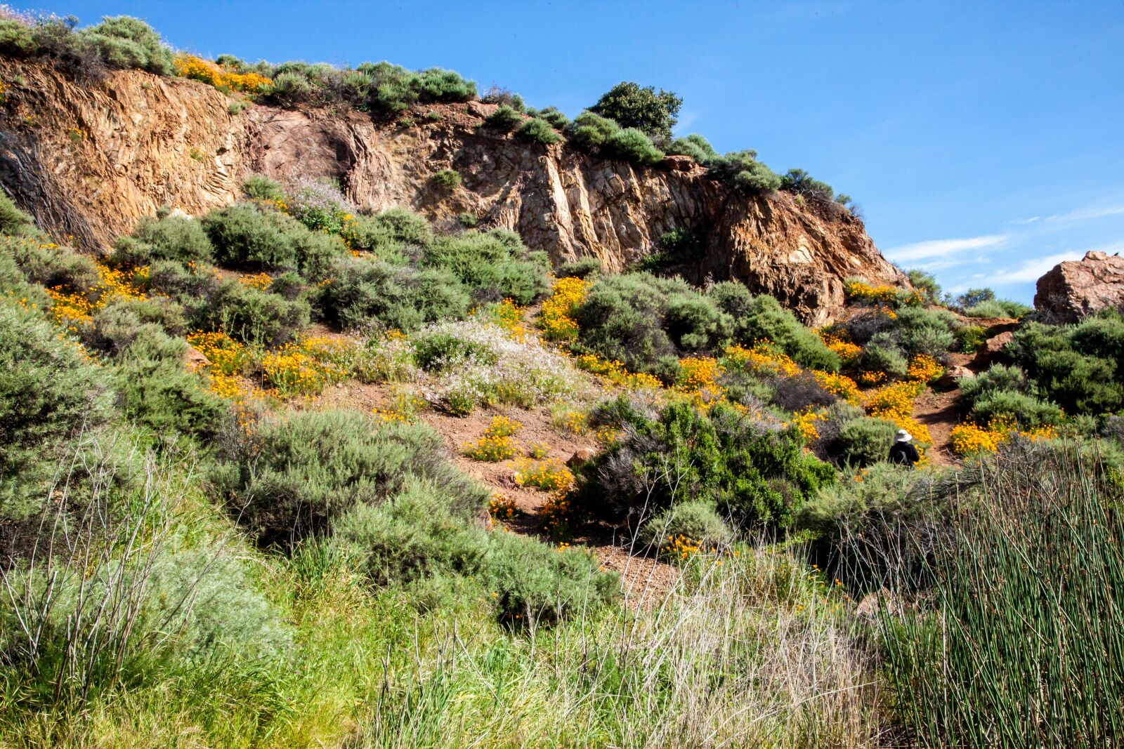 Canon EOS 5D Mark II + Canon EF 24-105mm F4L IS USM sample photo. Bush, cliff, daylight, grass photography