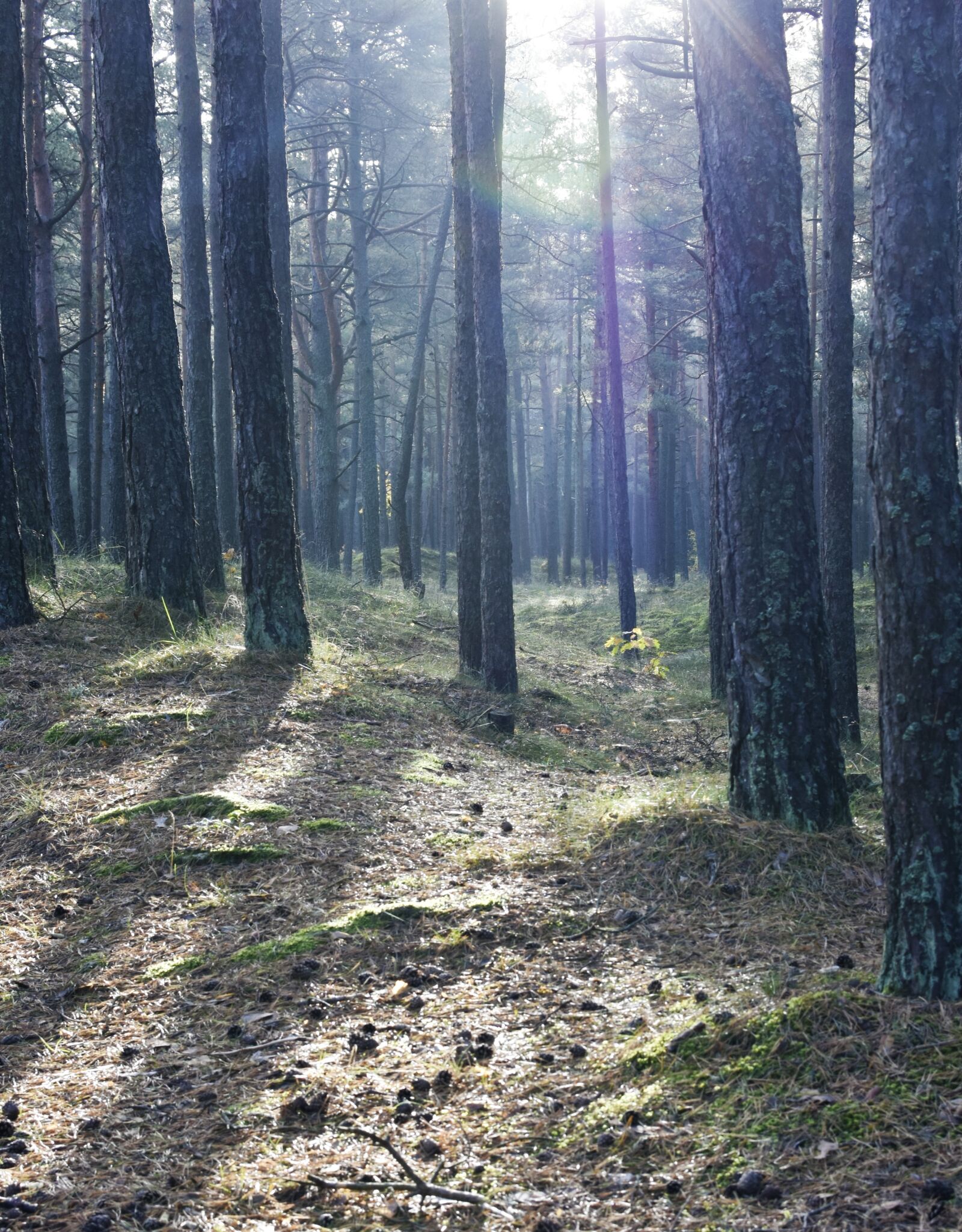Nikon D7200 sample photo. Wood, forest, magical forest photography
