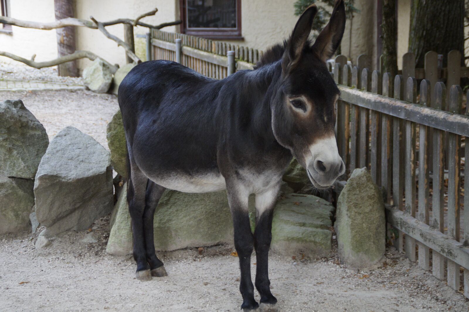 Sony SLT-A58 sample photo. Donkey, stubborn, farm photography