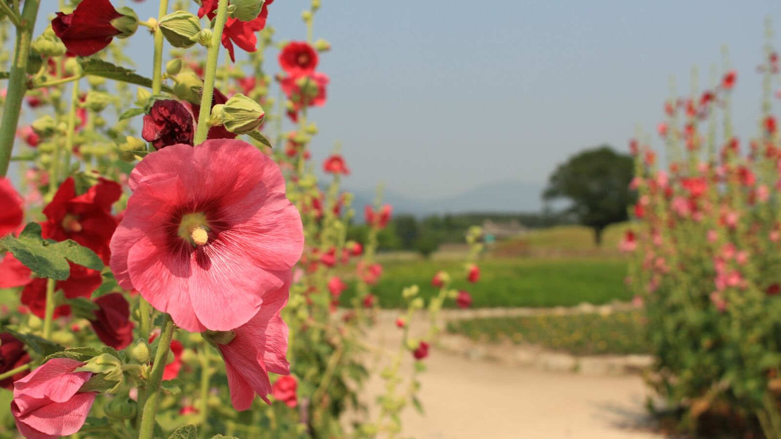 Canon EOS 100D (EOS Rebel SL1 / EOS Kiss X7) sample photo. Hollyhock, nature, flowers photography