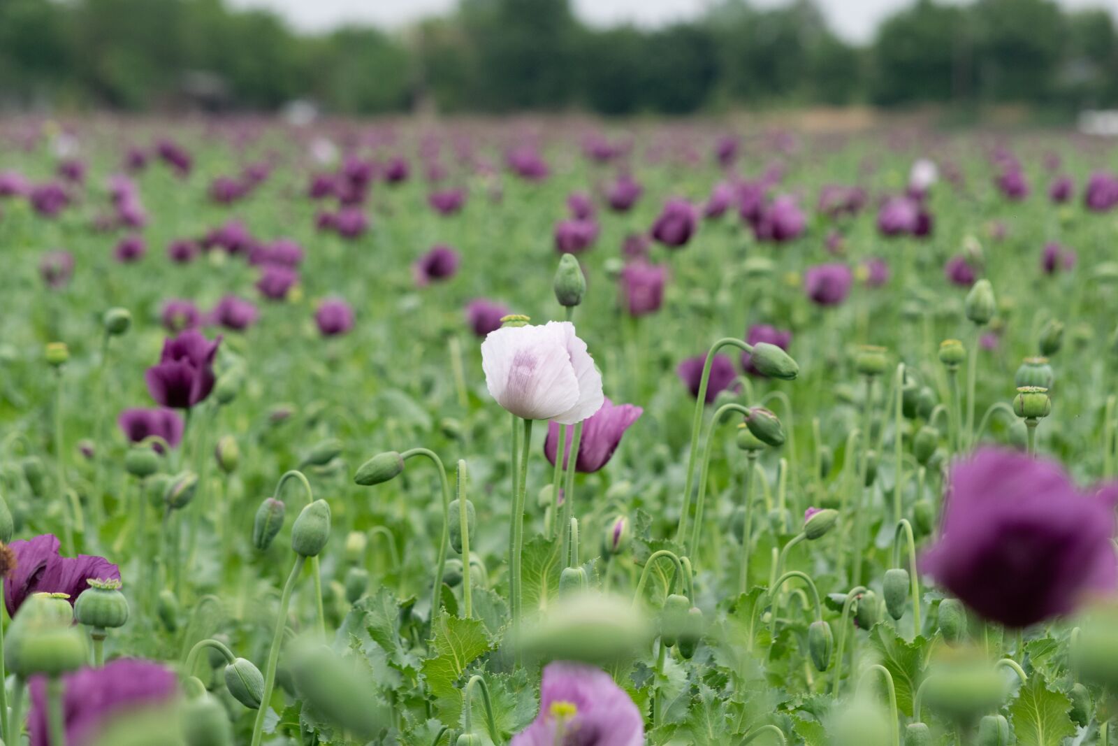 Nikon D3300 sample photo. Poppy, flower, flora photography