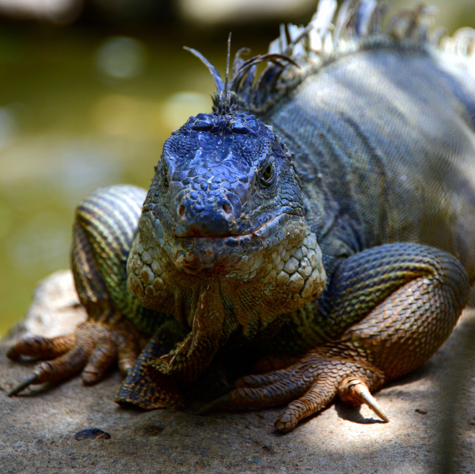 Nikon D850 sample photo. Iguana, reptile, lizard photography