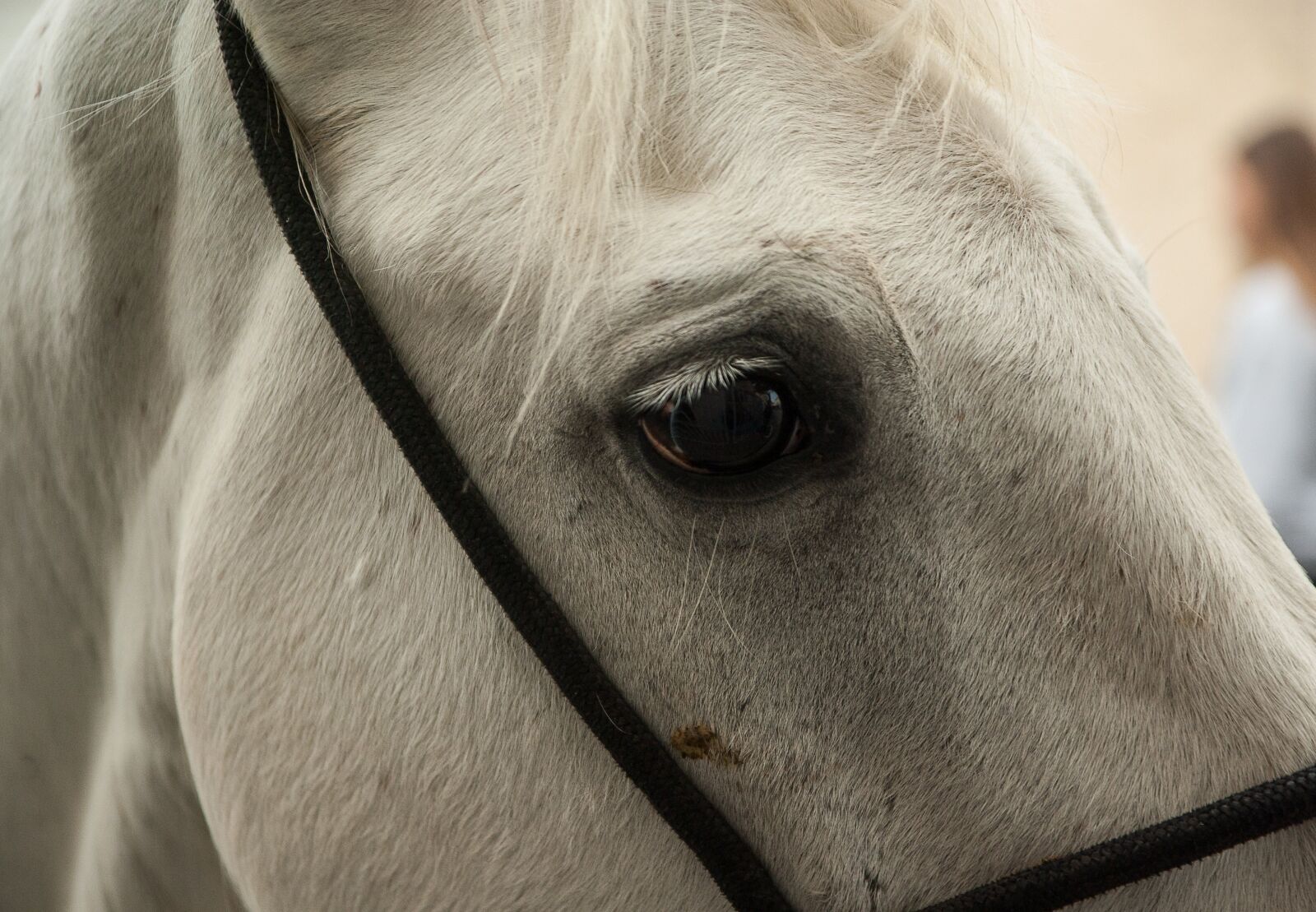 Pentax K10D sample photo. France, camargue, horse photography