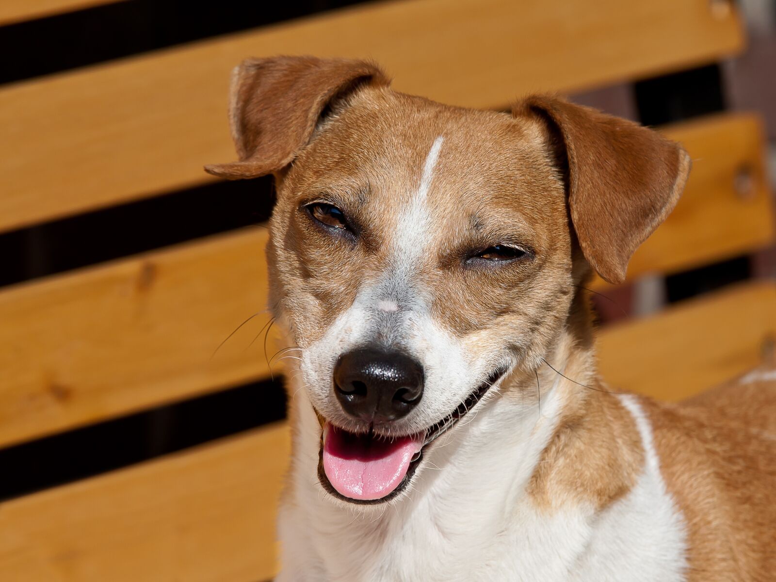Canon EOS 40D sample photo. Dog, laugh, jack russel photography