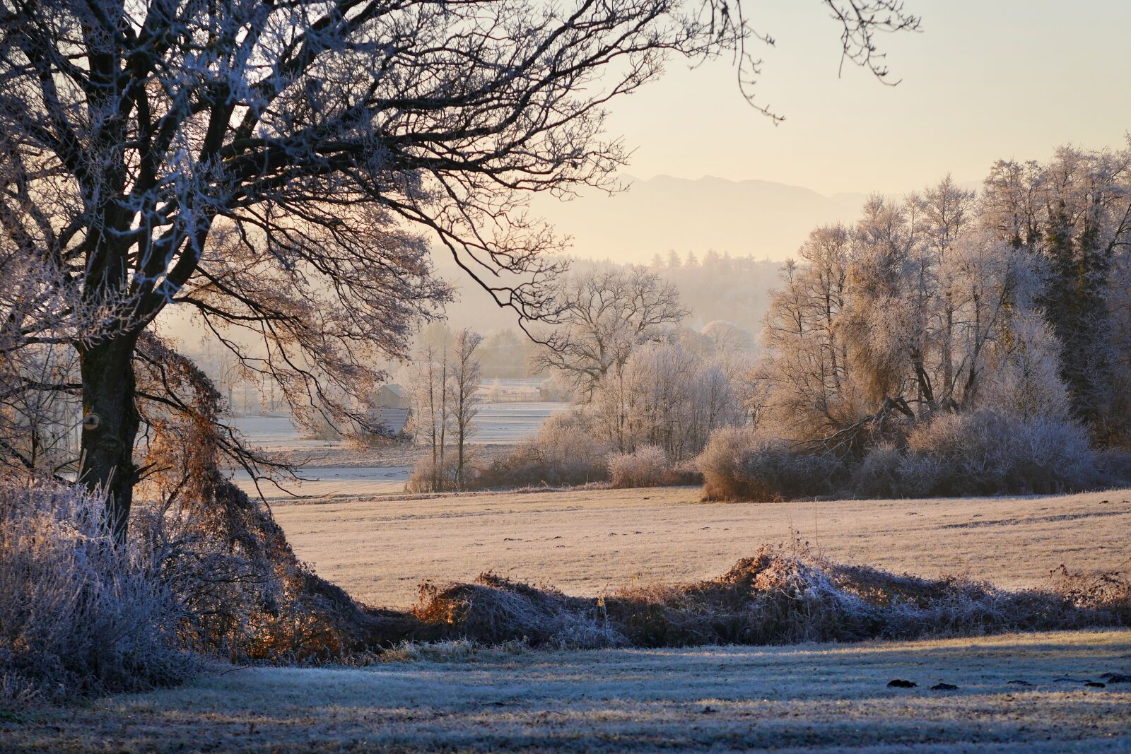 Panasonic Lumix DMC-GX8 sample photo. Nature, tree, landscape photography