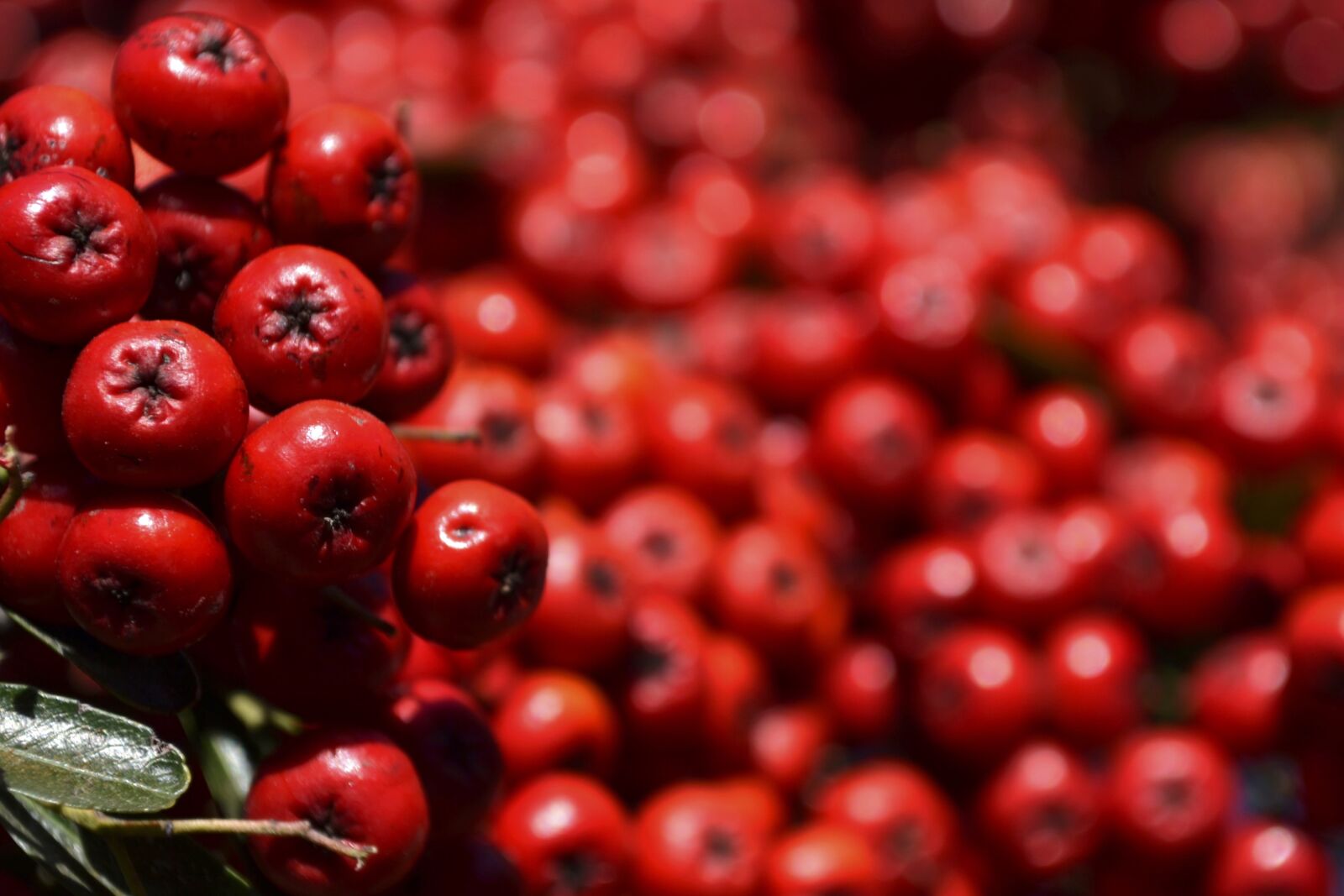 Nikon D3100 sample photo. Real, fruit, red photography