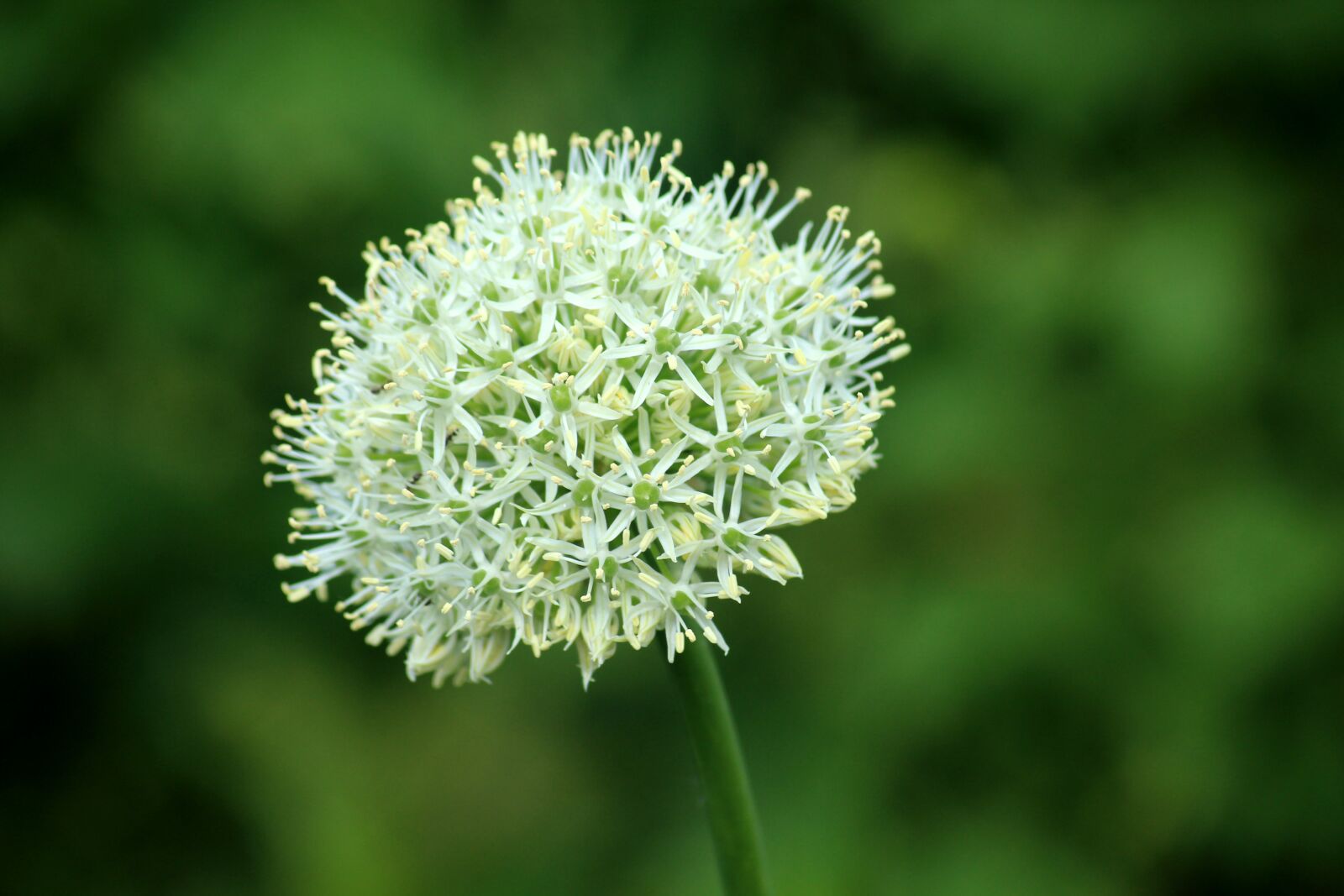 Canon EOS 1200D (EOS Rebel T5 / EOS Kiss X70 / EOS Hi) sample photo. Garlic, head, ornamental plants photography