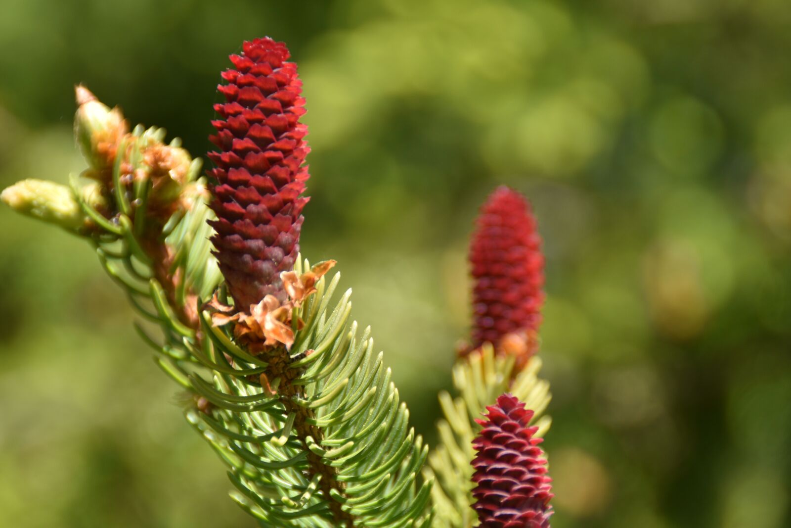Nikon D810 sample photo. Tap, pine cones, red photography