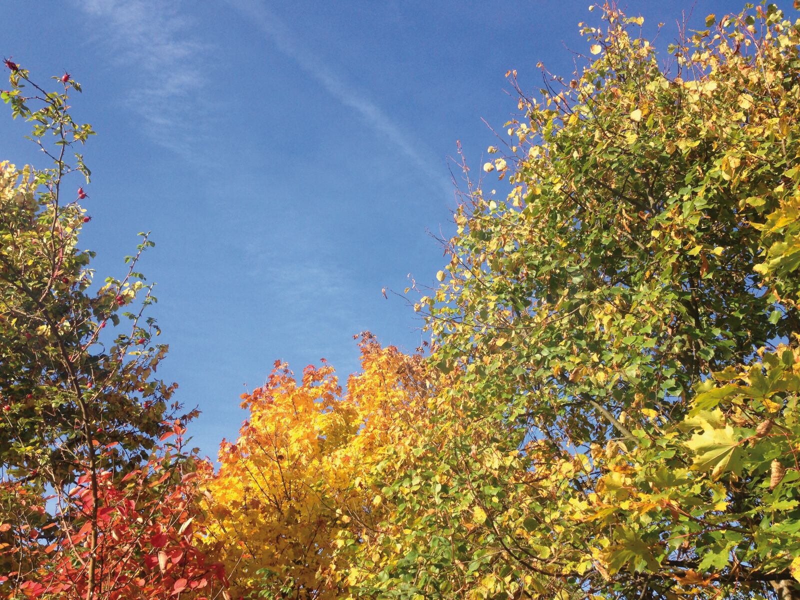 iPhone 5 back camera 4.12mm f/2.4 sample photo. Autumn, sky, leaves photography