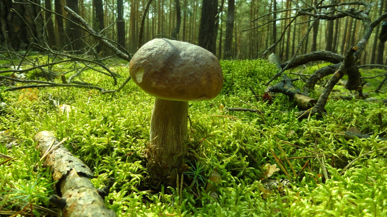 Sony Cyber-shot DSC-H70 sample photo. Mushroom, forest, nature photography