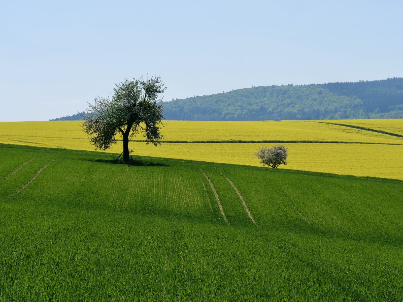 Panasonic Lumix DC-G9 sample photo. Landscape, oilseed rape, nature photography