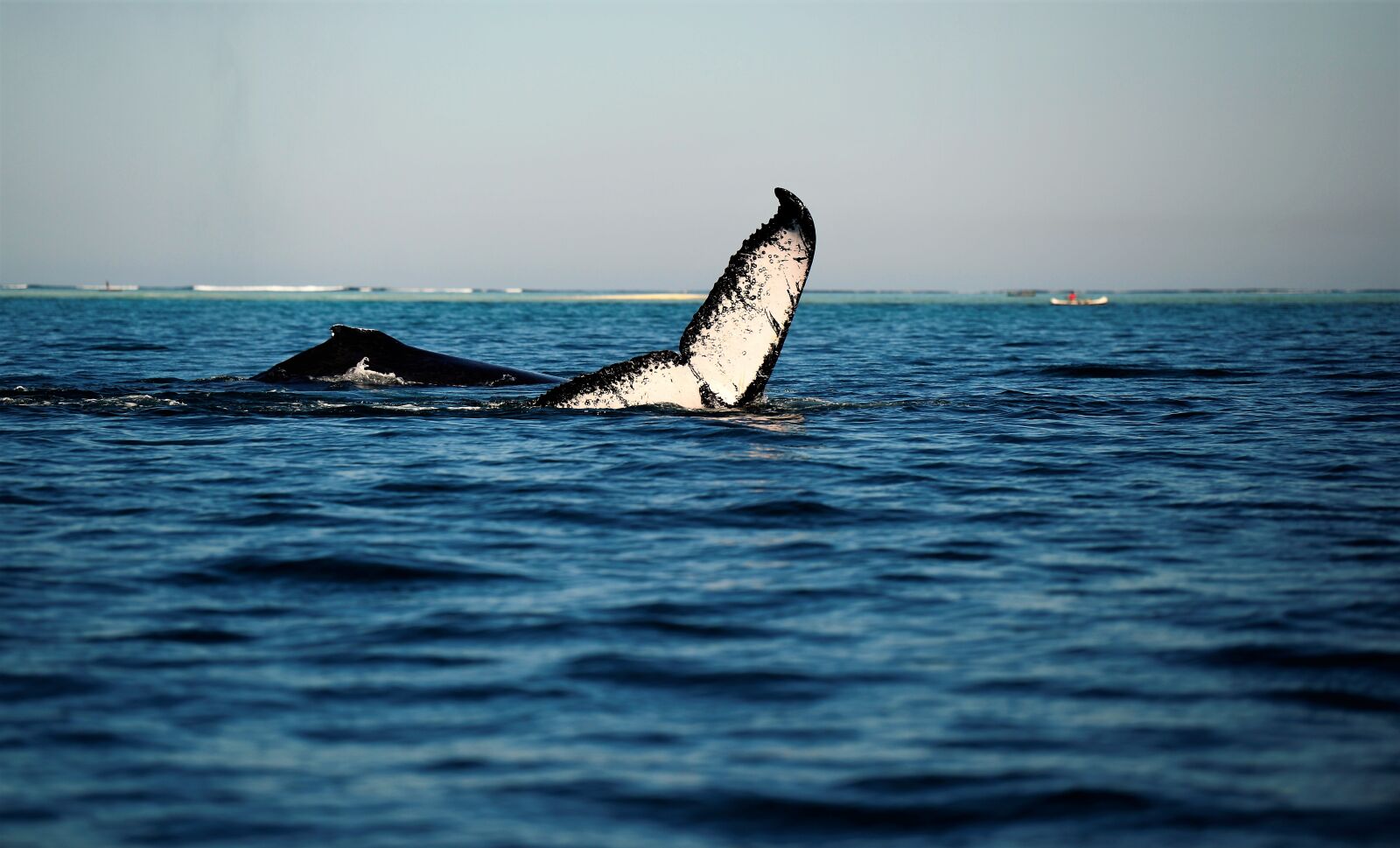 Nikon Df sample photo. Whale, wales, the humpback photography