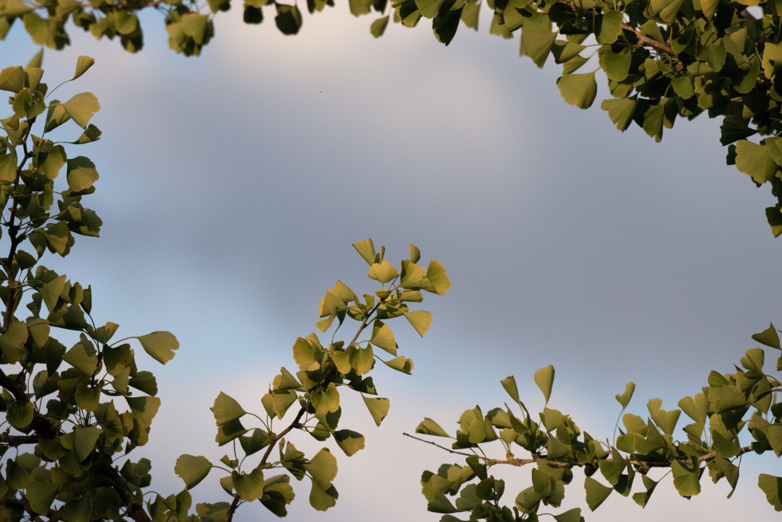 Nikon D5500 sample photo. Frame, ginkgo, leaves photography