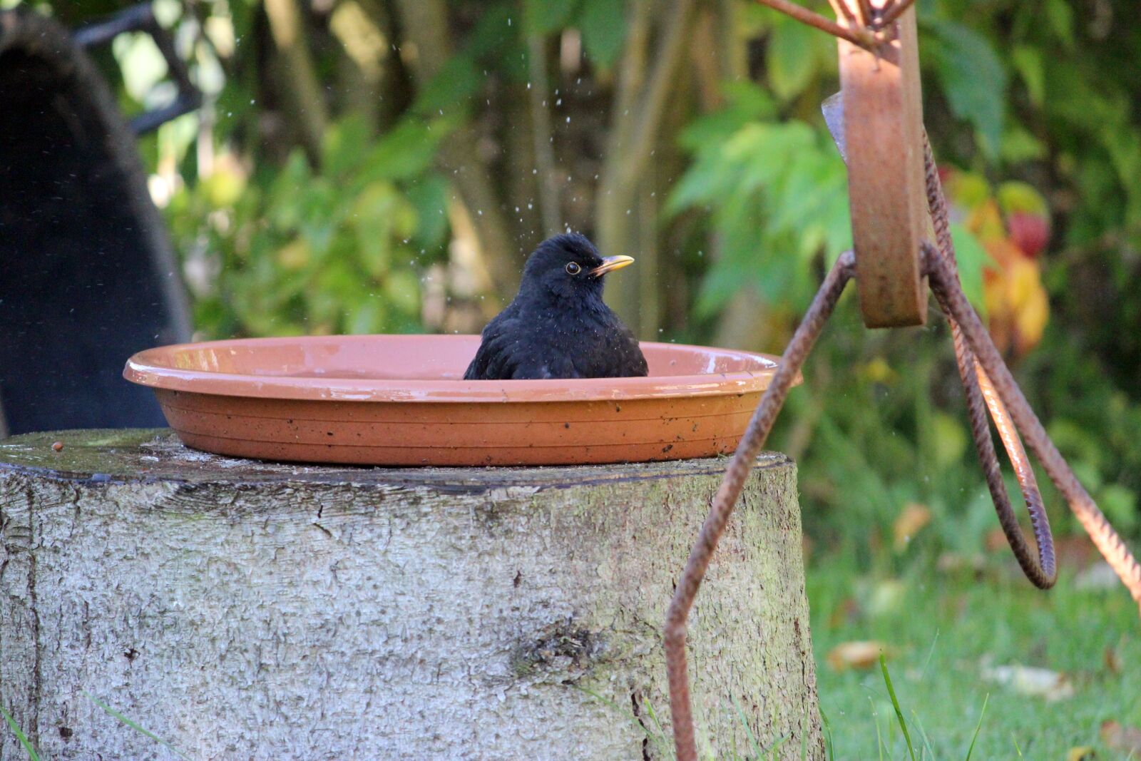 Canon EOS 600D (Rebel EOS T3i / EOS Kiss X5) sample photo. Nature, wood, garden photography