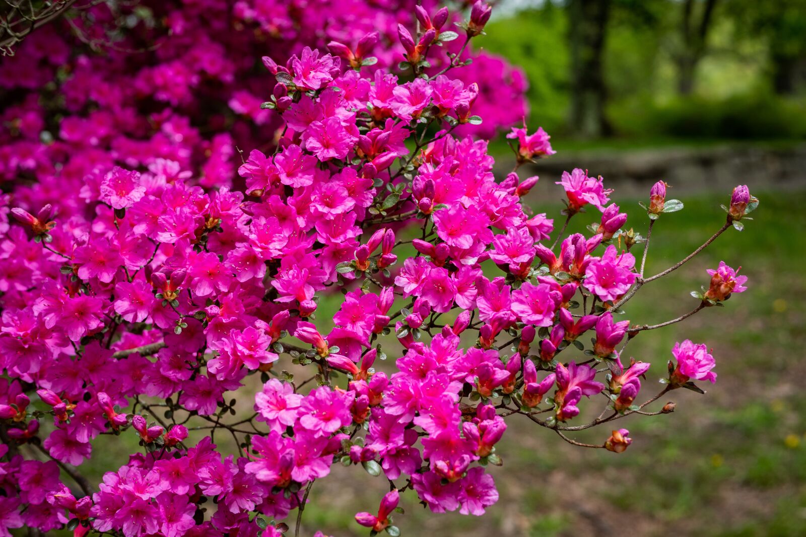Panasonic Leica DG Summilux 25mm F1.4 II ASPH sample photo. Azalea, flower, blossom photography