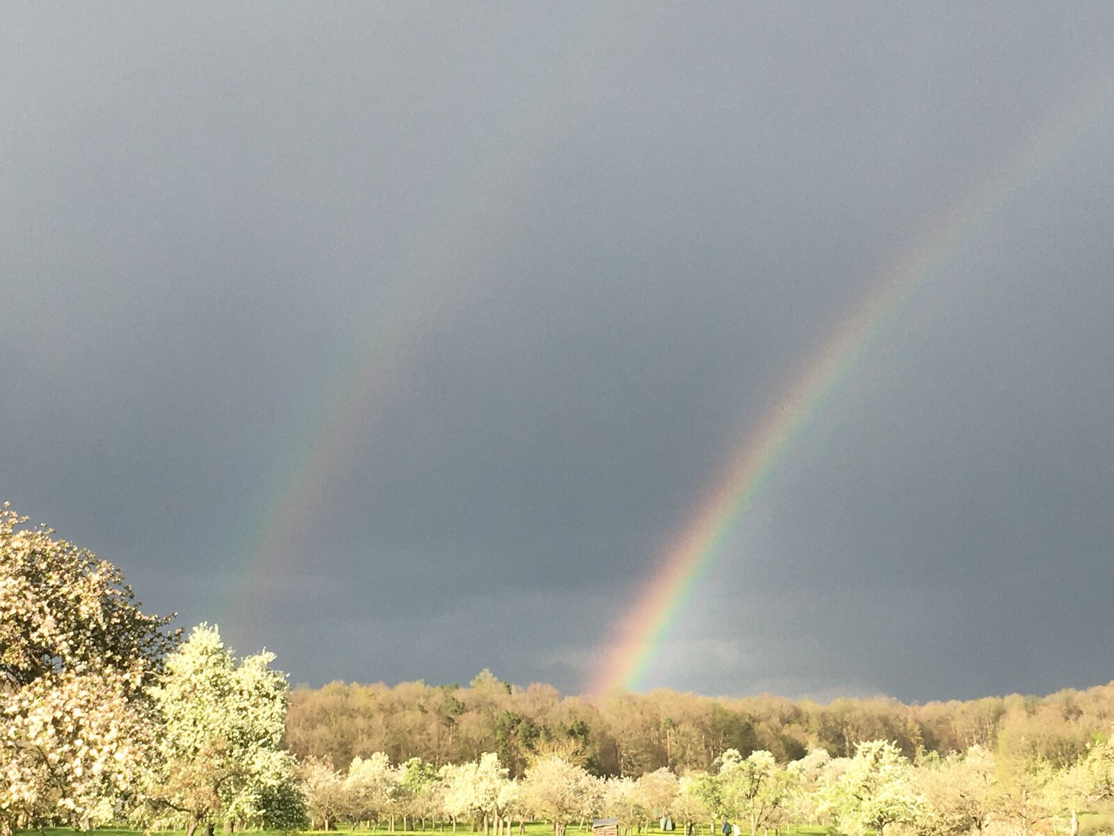 iPhone SE back camera 4.15mm f/2.2 sample photo. Rainbows, flowers trees, easter photography
