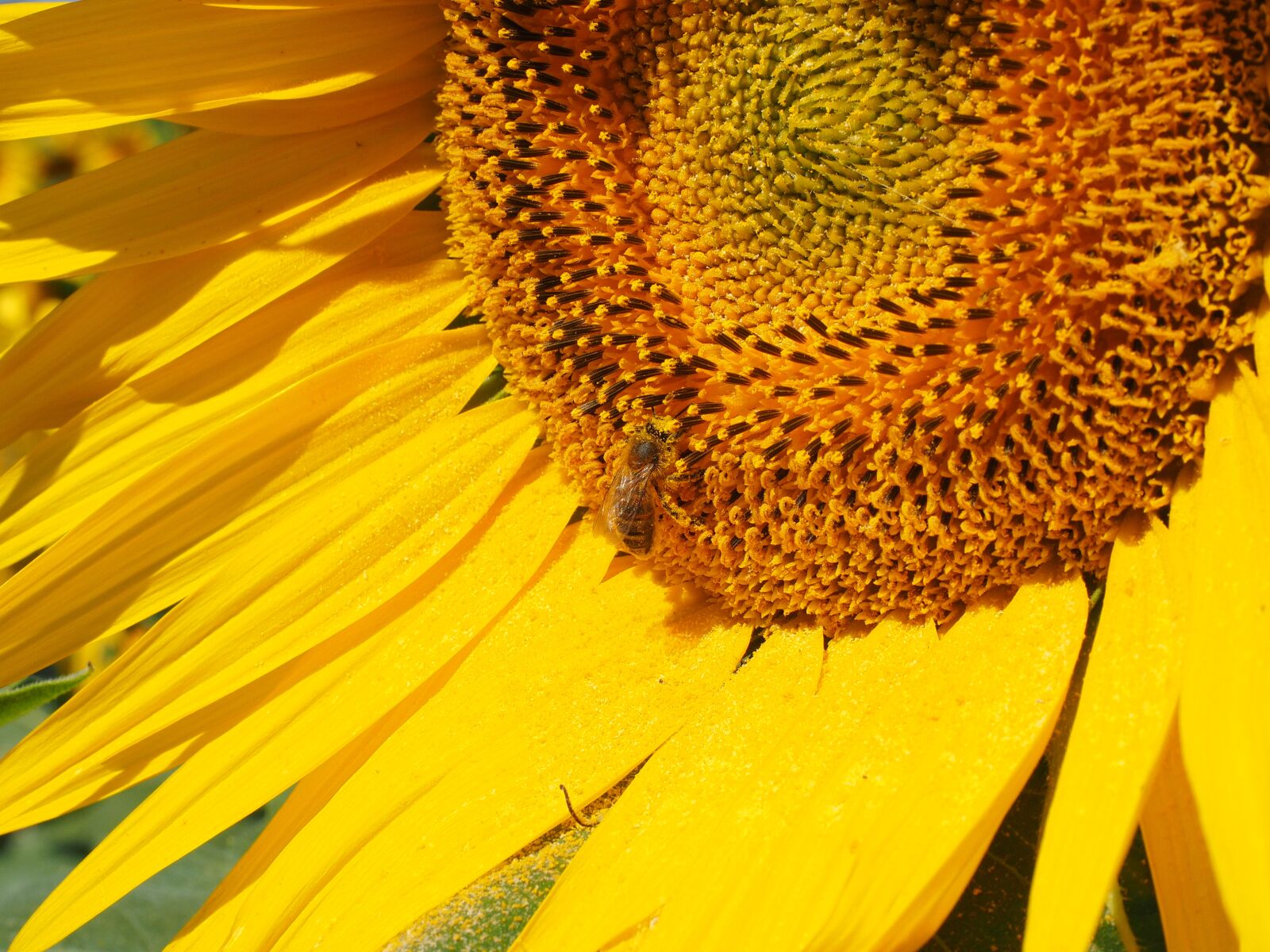 Olympus OM-D E-M1 + Olympus M.Zuiko Digital ED 12-40mm F2.8 Pro sample photo. Bee, pollen, collect photography