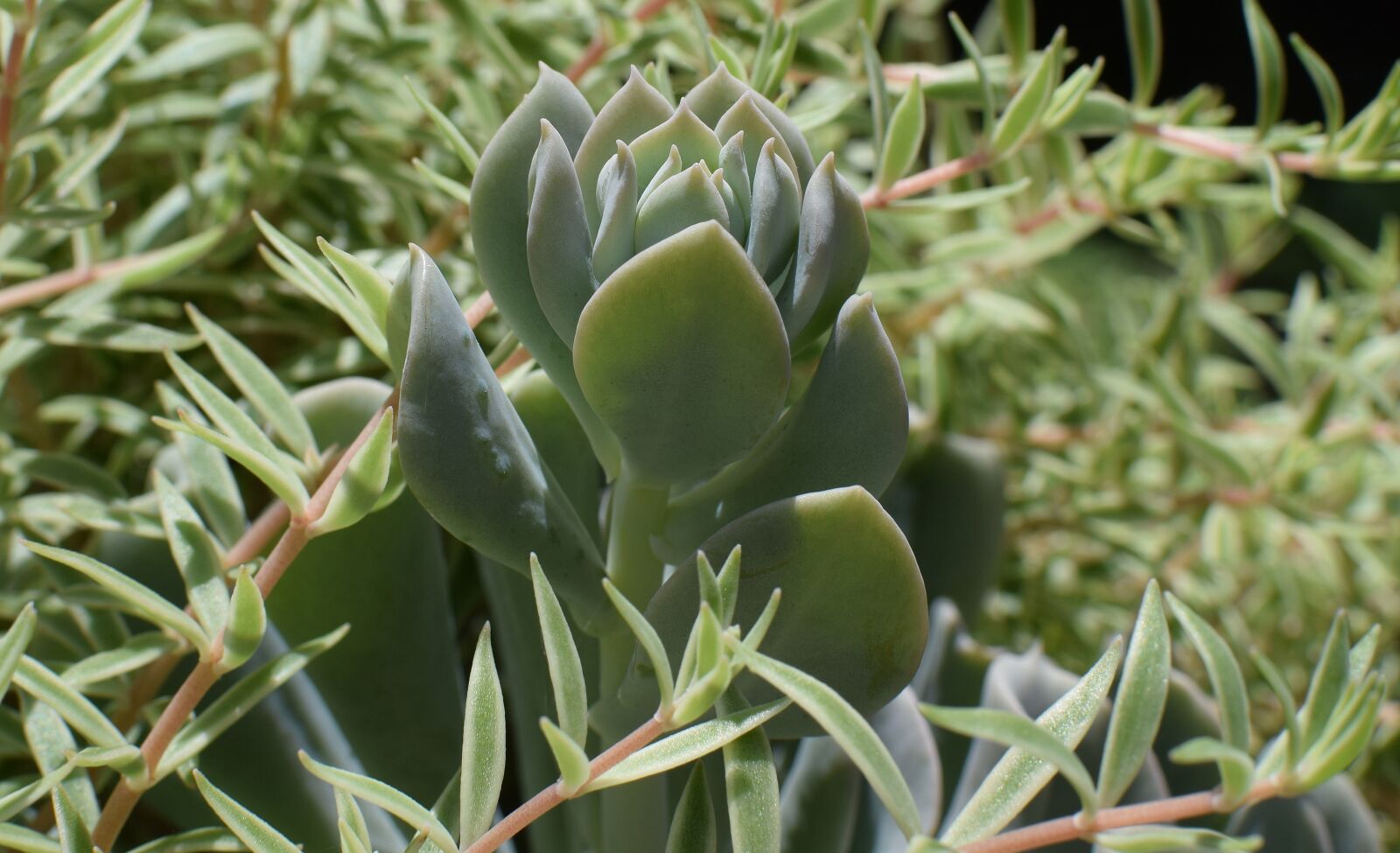 Nikon D3300 sample photo. Succulent new growth, succulent photography