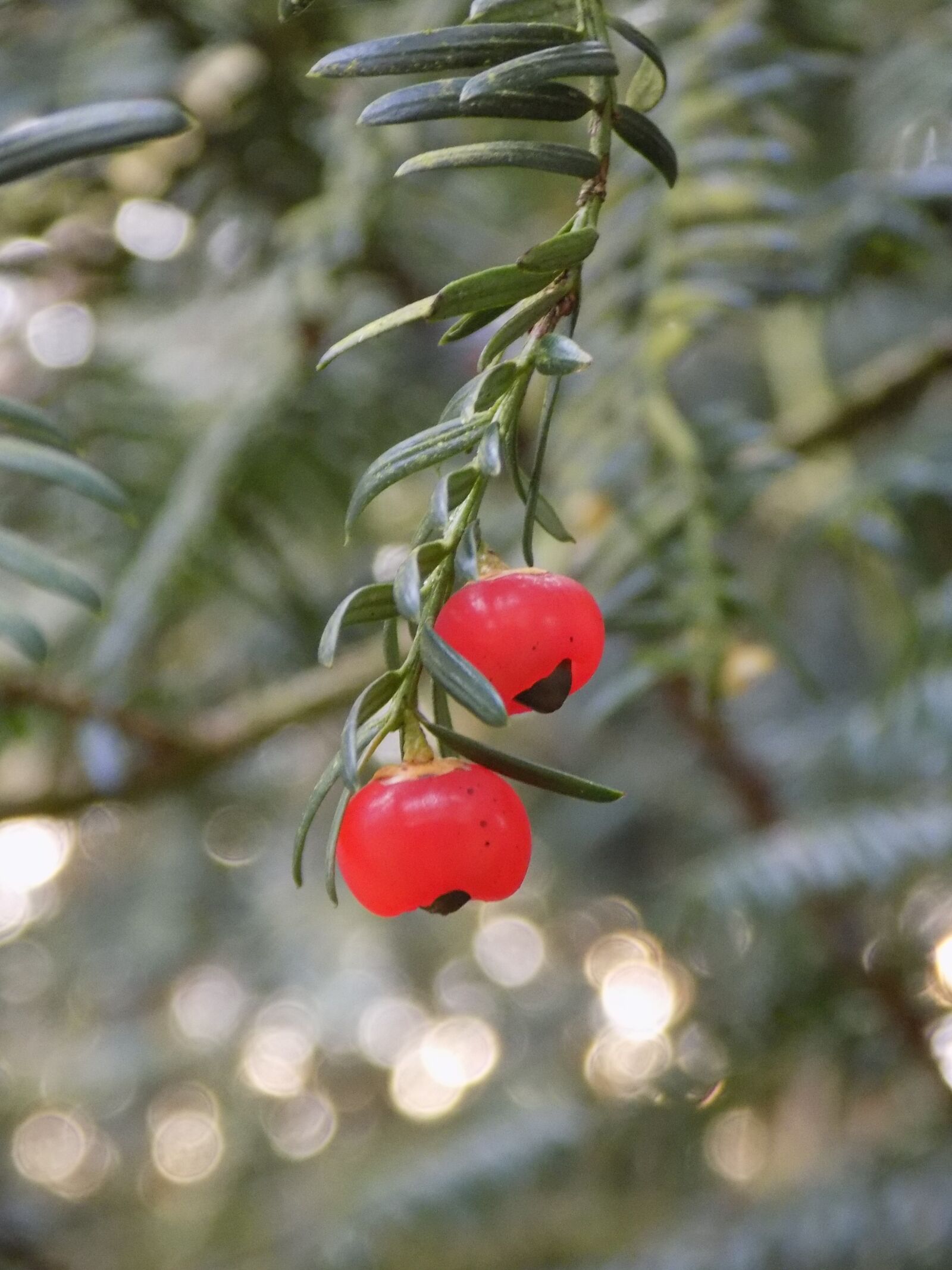 Nikon COOLPIX L340 sample photo. Yew, berry red, european photography