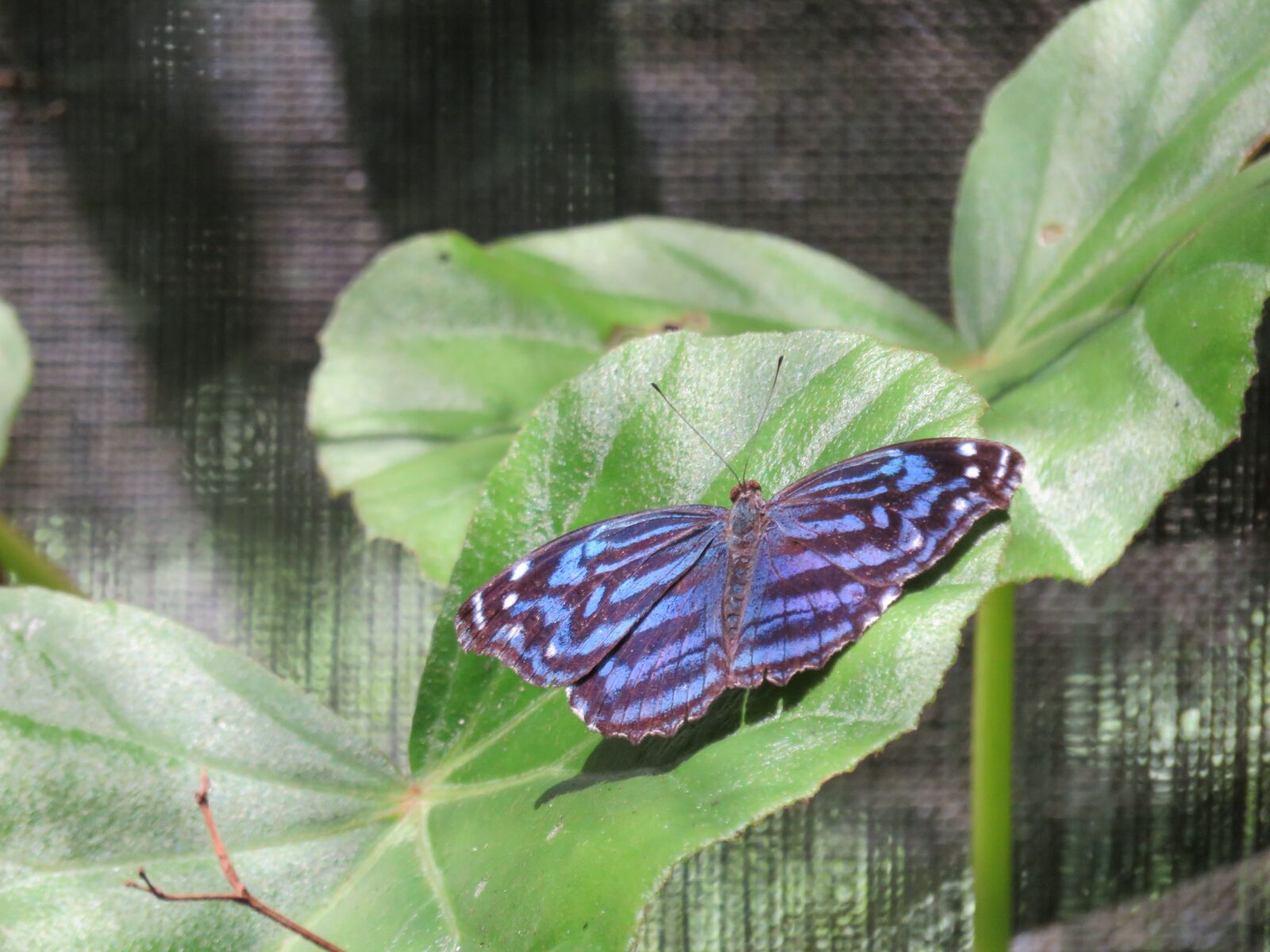 Canon PowerShot SX700 HS sample photo. Butterfly, blue, nature photography