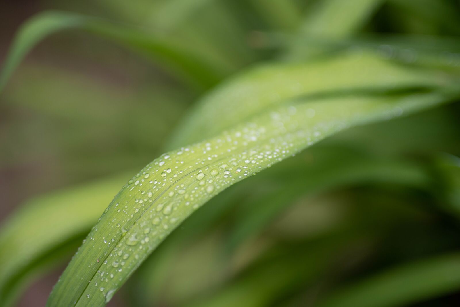Nikon D750 sample photo. Non, raindrops, wet photography