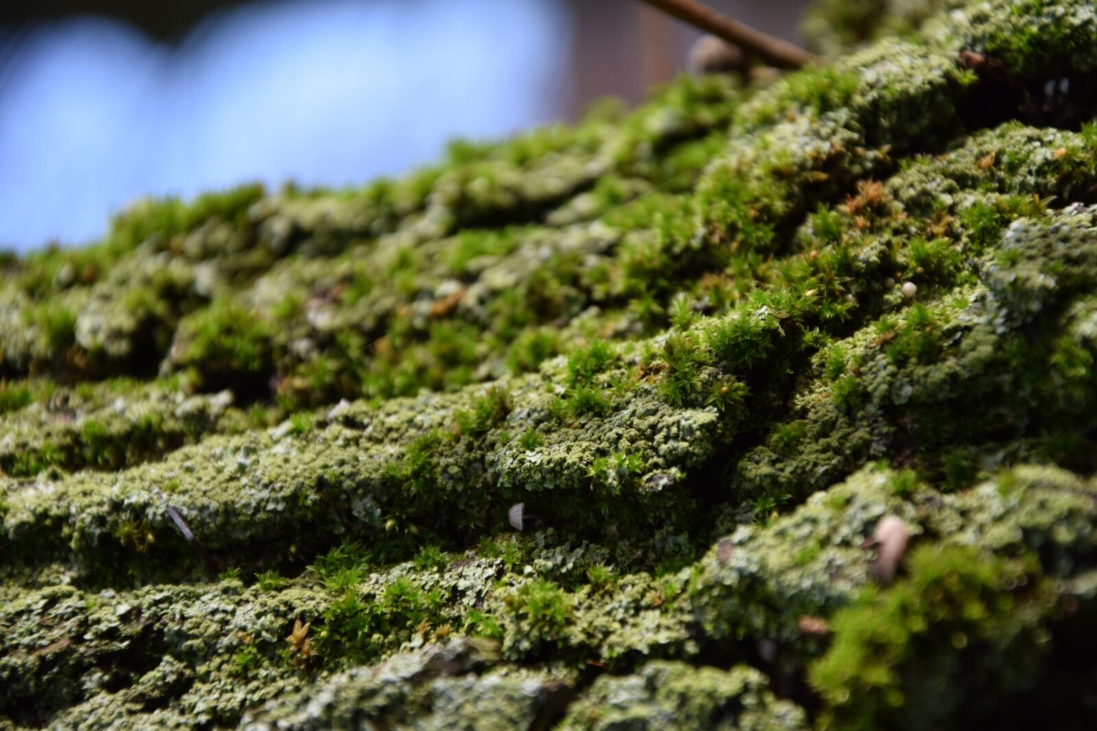 Nikon D3300 sample photo. Bark, green, tree photography